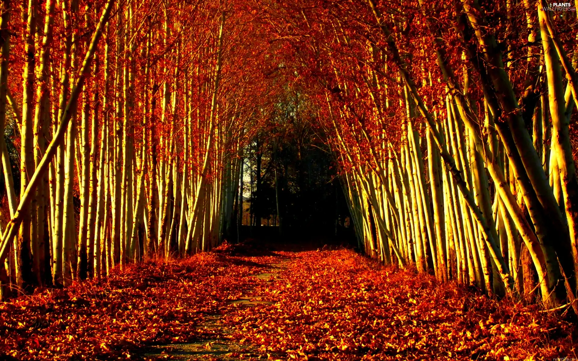 trees, Leaf, autumn, viewes