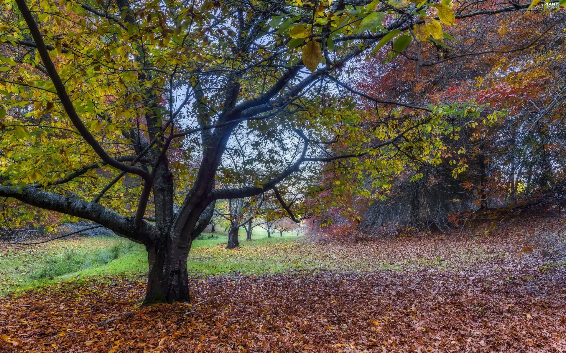 viewes, Park, Leaf, autumn, fallen, trees