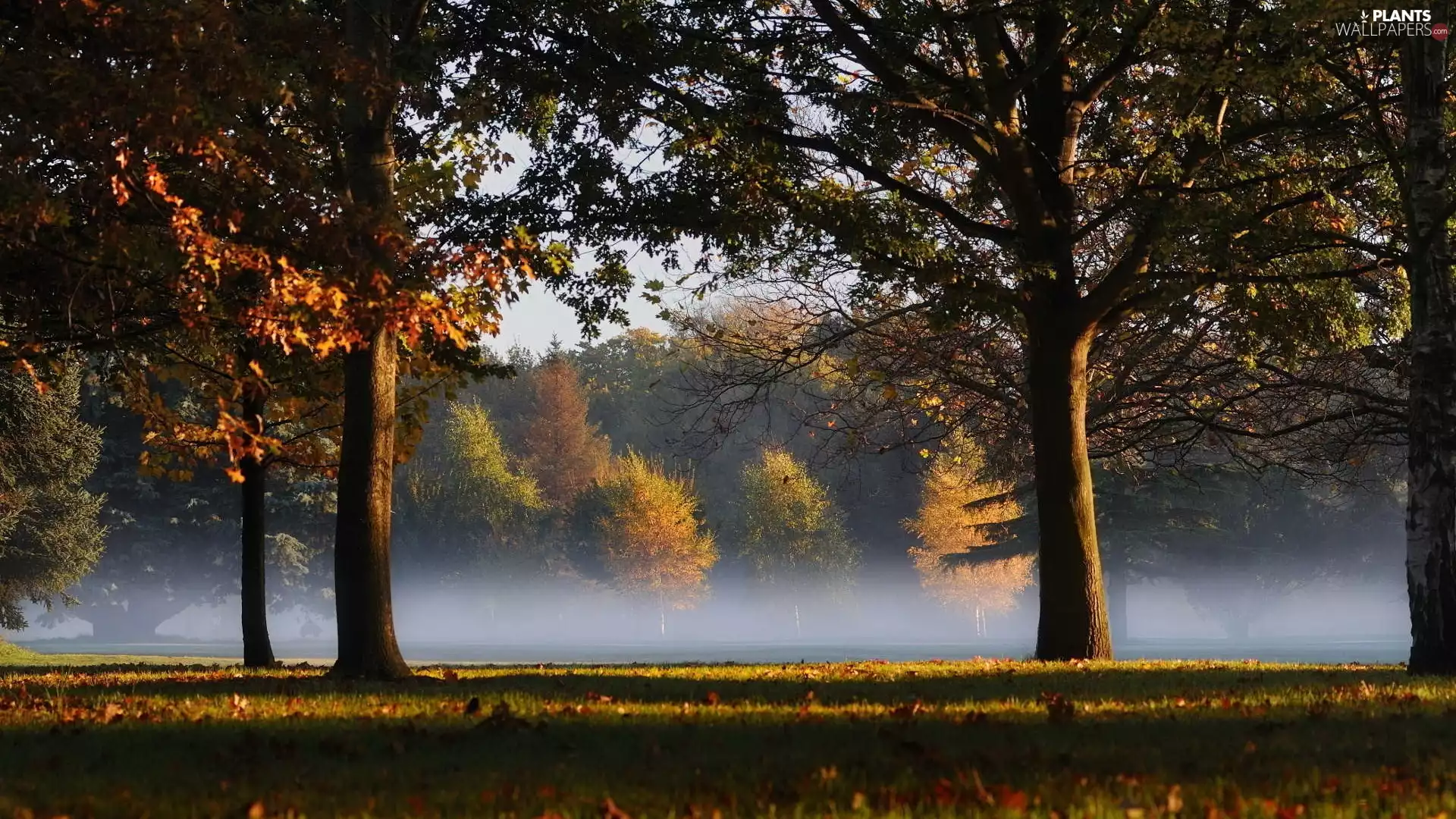 viewes, Park, Leaf, autumn, Fog, trees