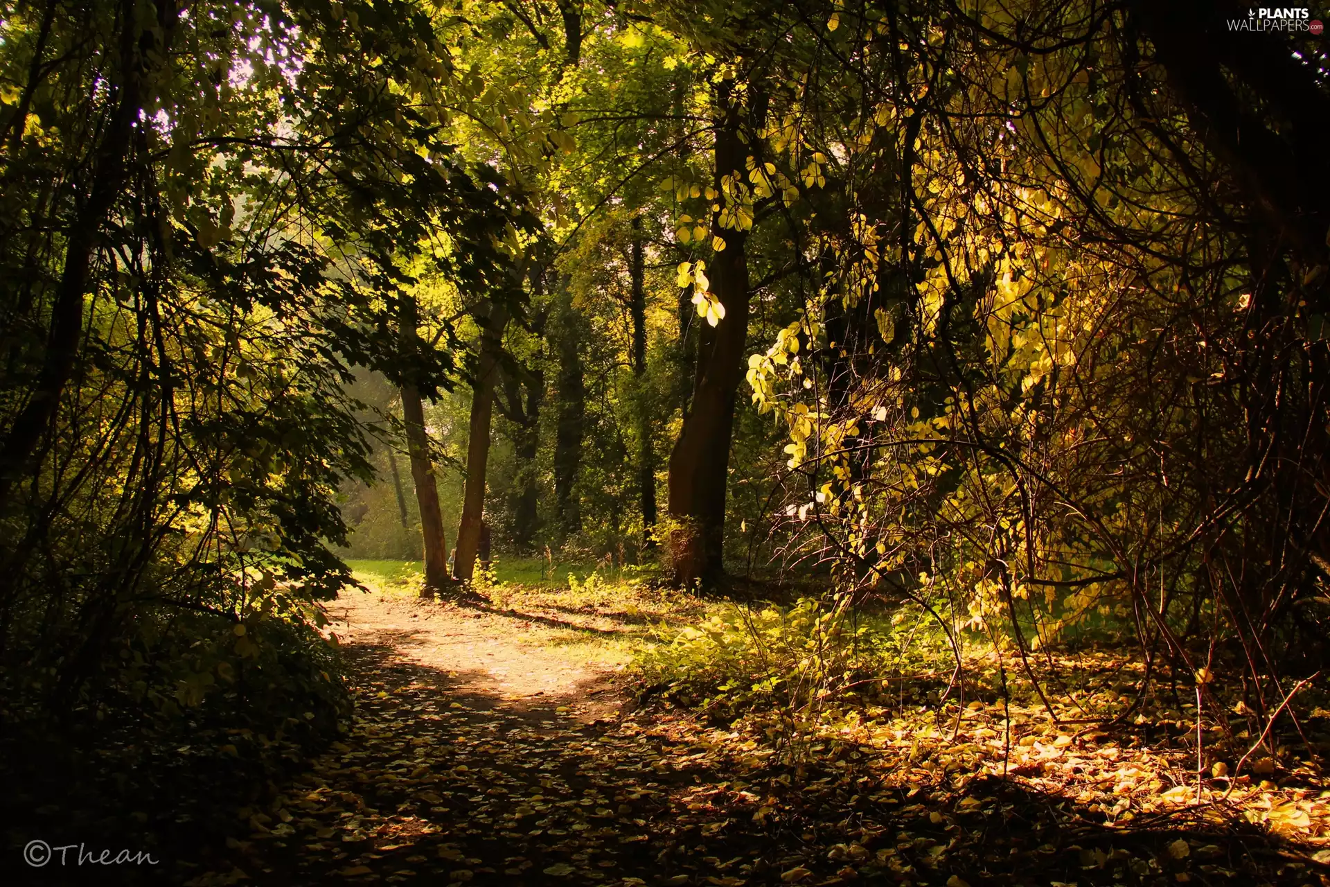 viewes, Garden, Leaf, autumn, Path, trees