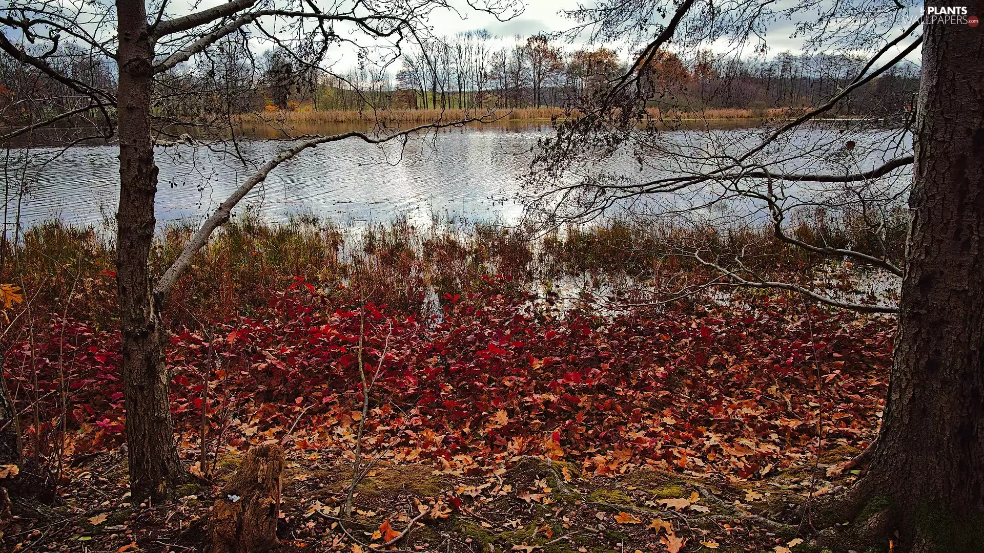 viewes, River, Leaf, autumn, Red, trees