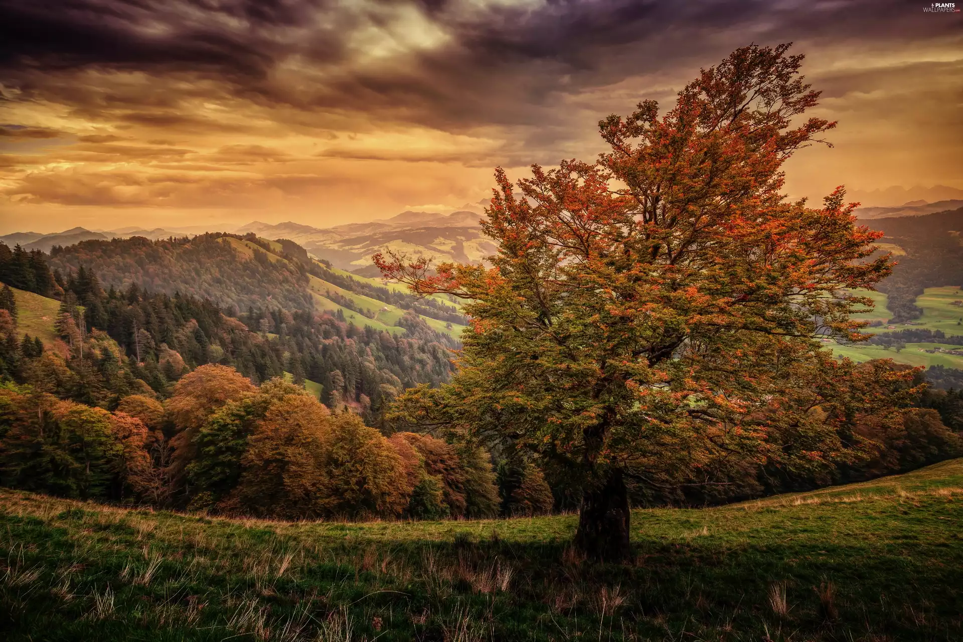autumn, Mountains, trees