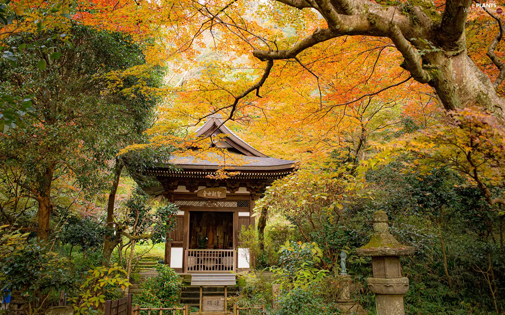 viewes, Park, pagoda, autumn, temple, trees