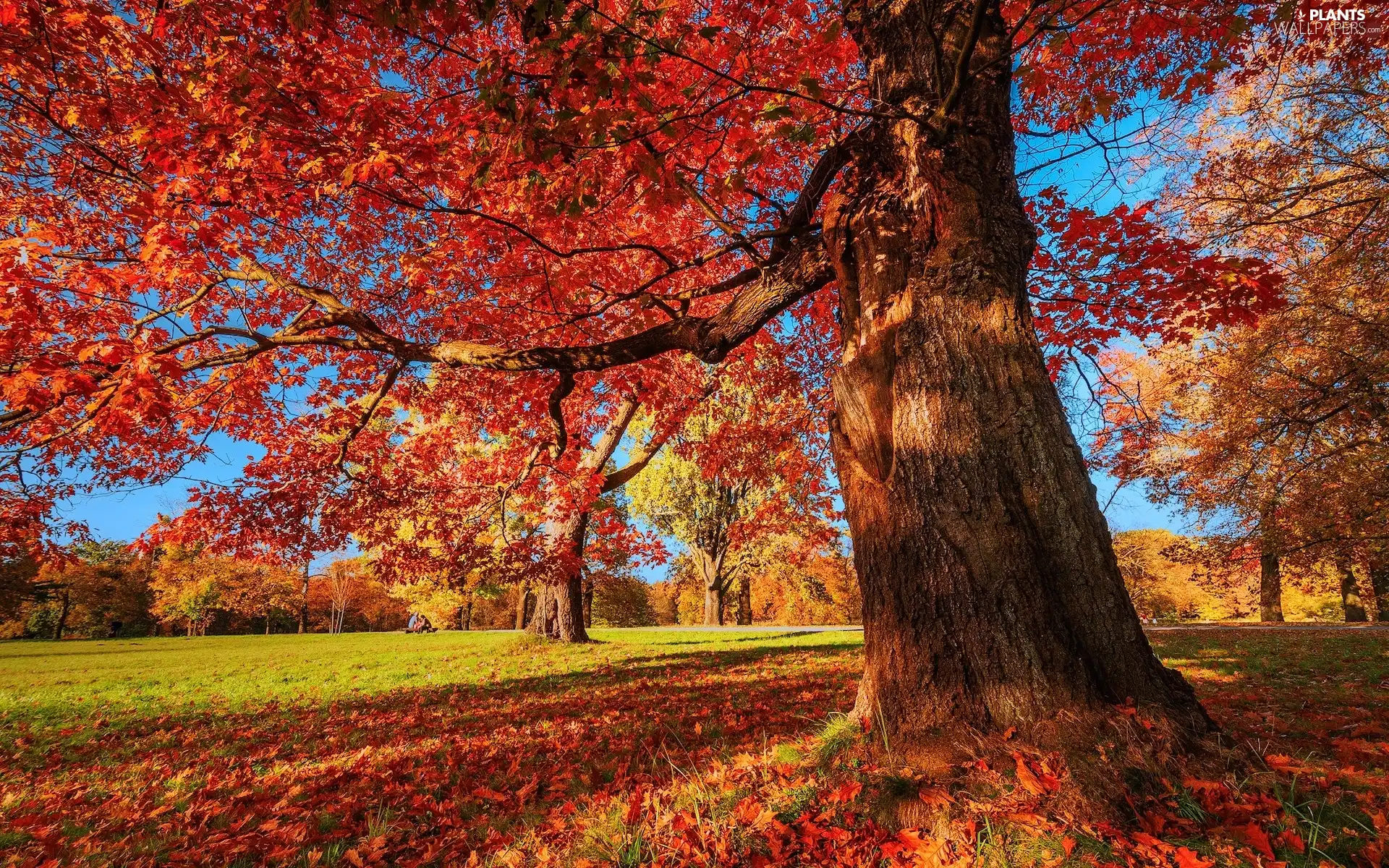 Leaf, autumn, trees, oak, Park