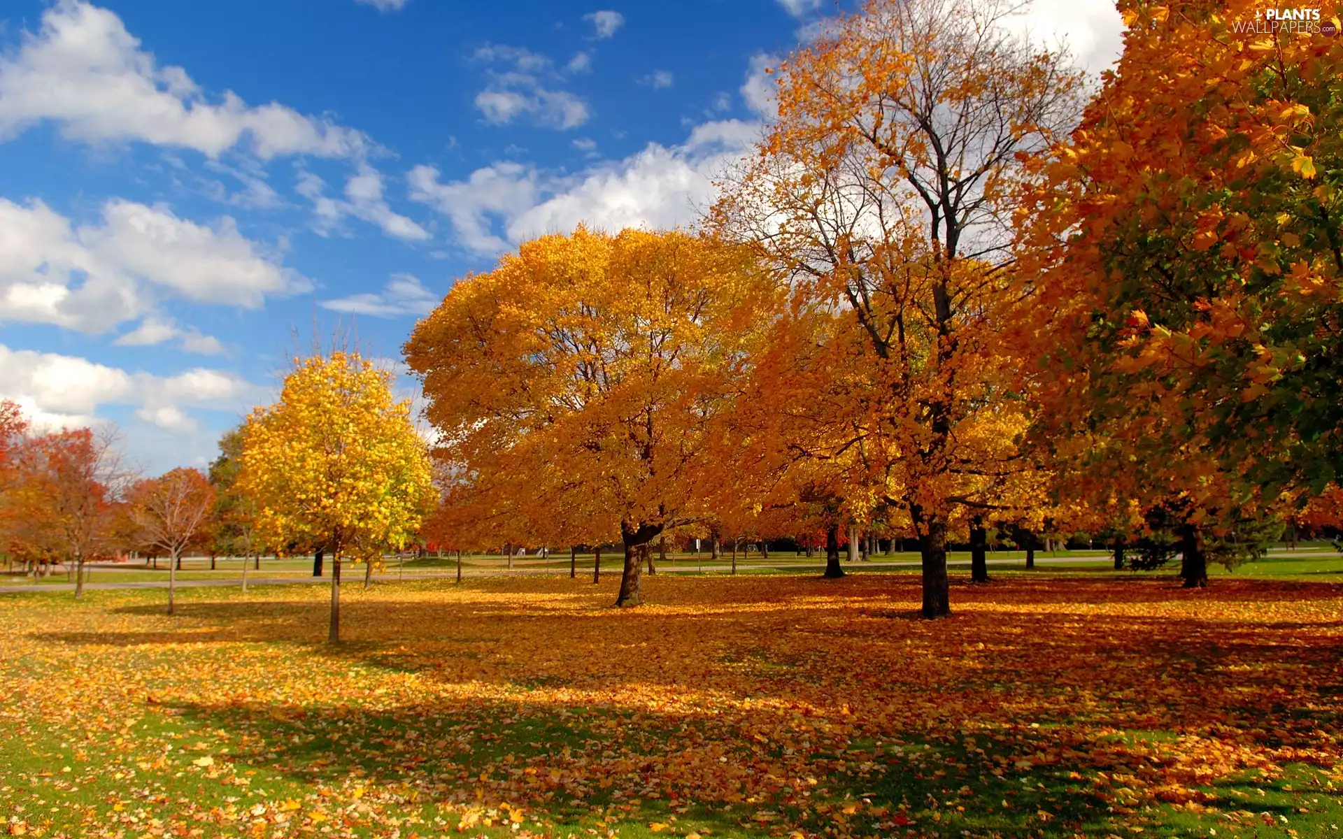 Leaf, autumn, trees, viewes, Park
