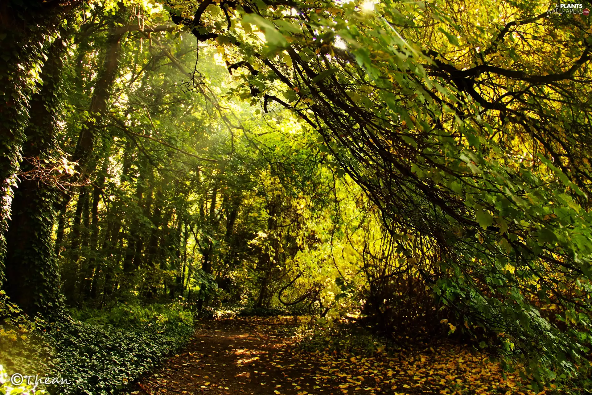 Leaf, autumn, trees, viewes, Park