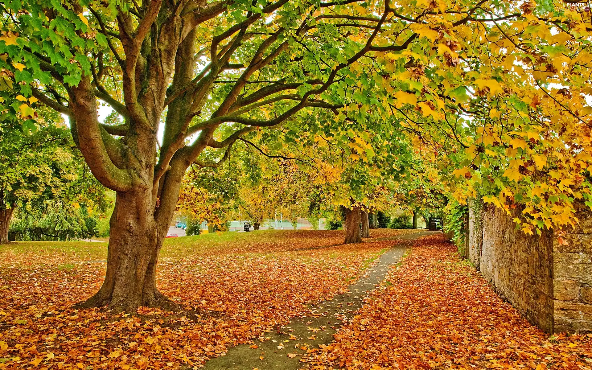 Leaf, autumn, trees, viewes, Park