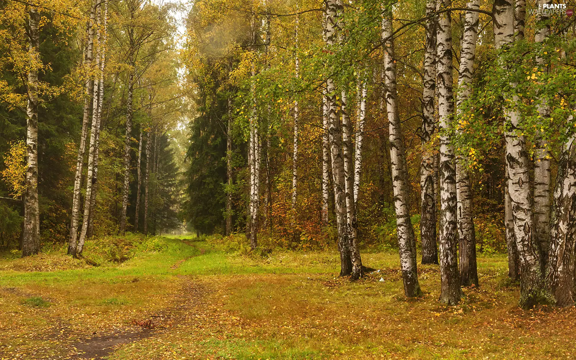 viewes, forest, Path, autumn, birch, trees