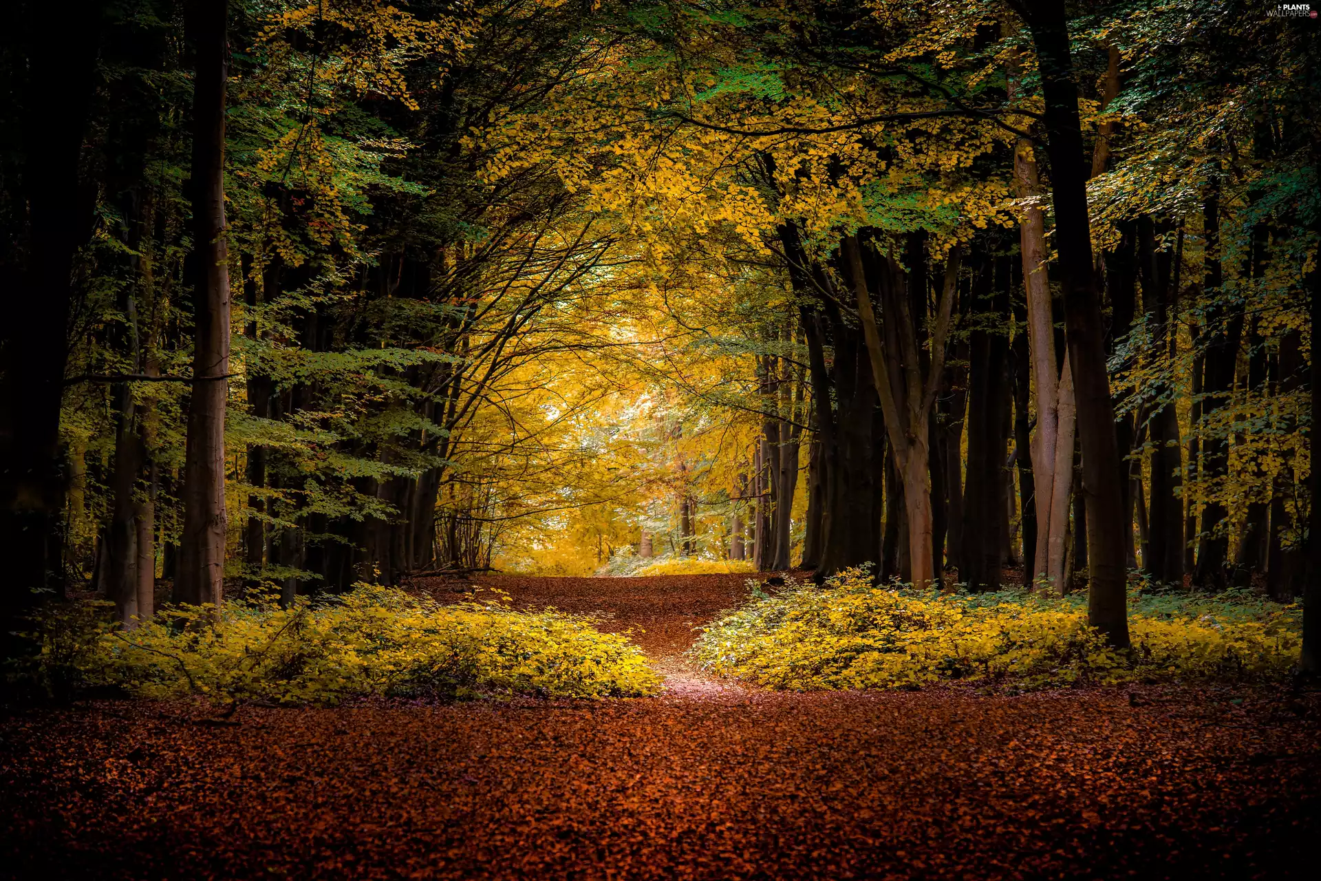 viewes, forest, Path, autumn, Leaf, trees