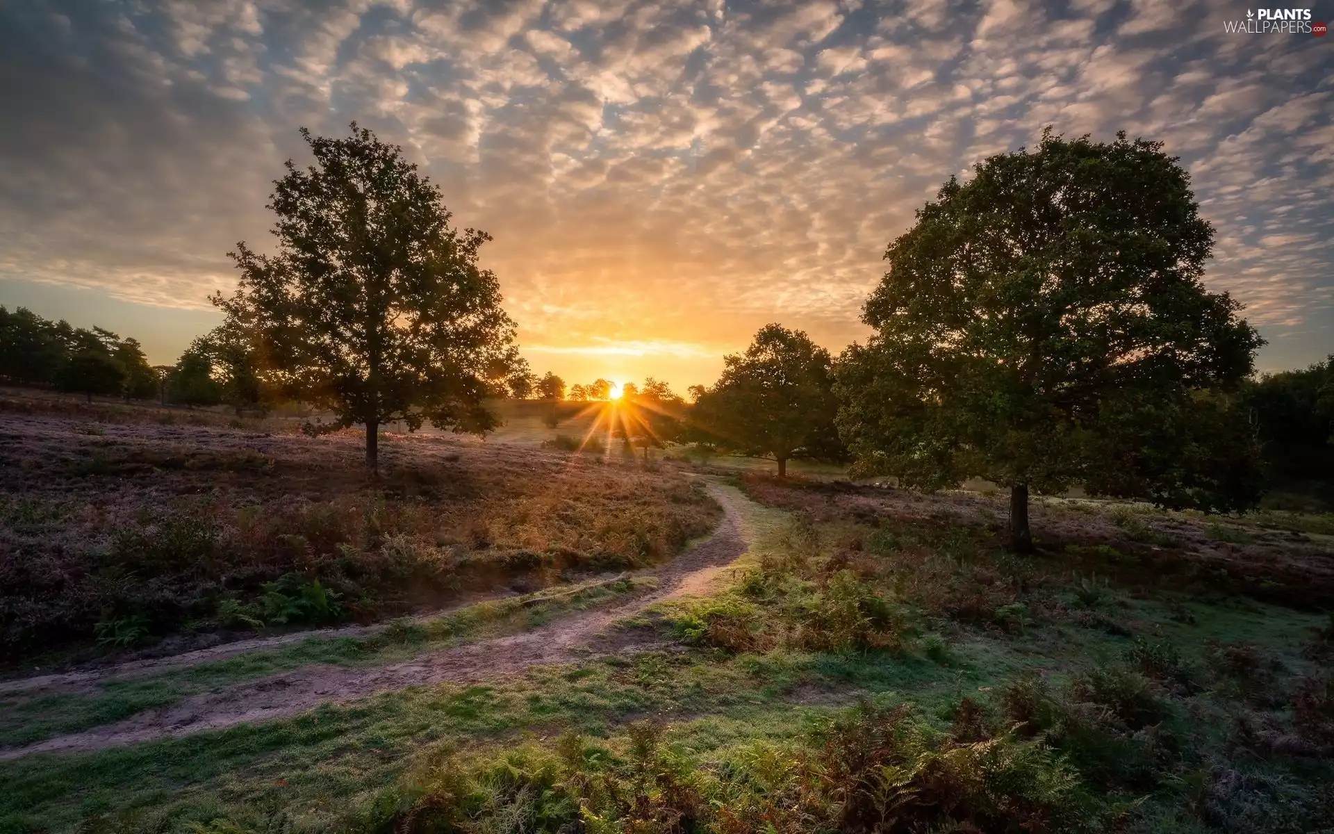 viewes, forest, fern, Path, clouds, Sunrise, morning, trees, car in the meadow, rays of the Sun, autumn