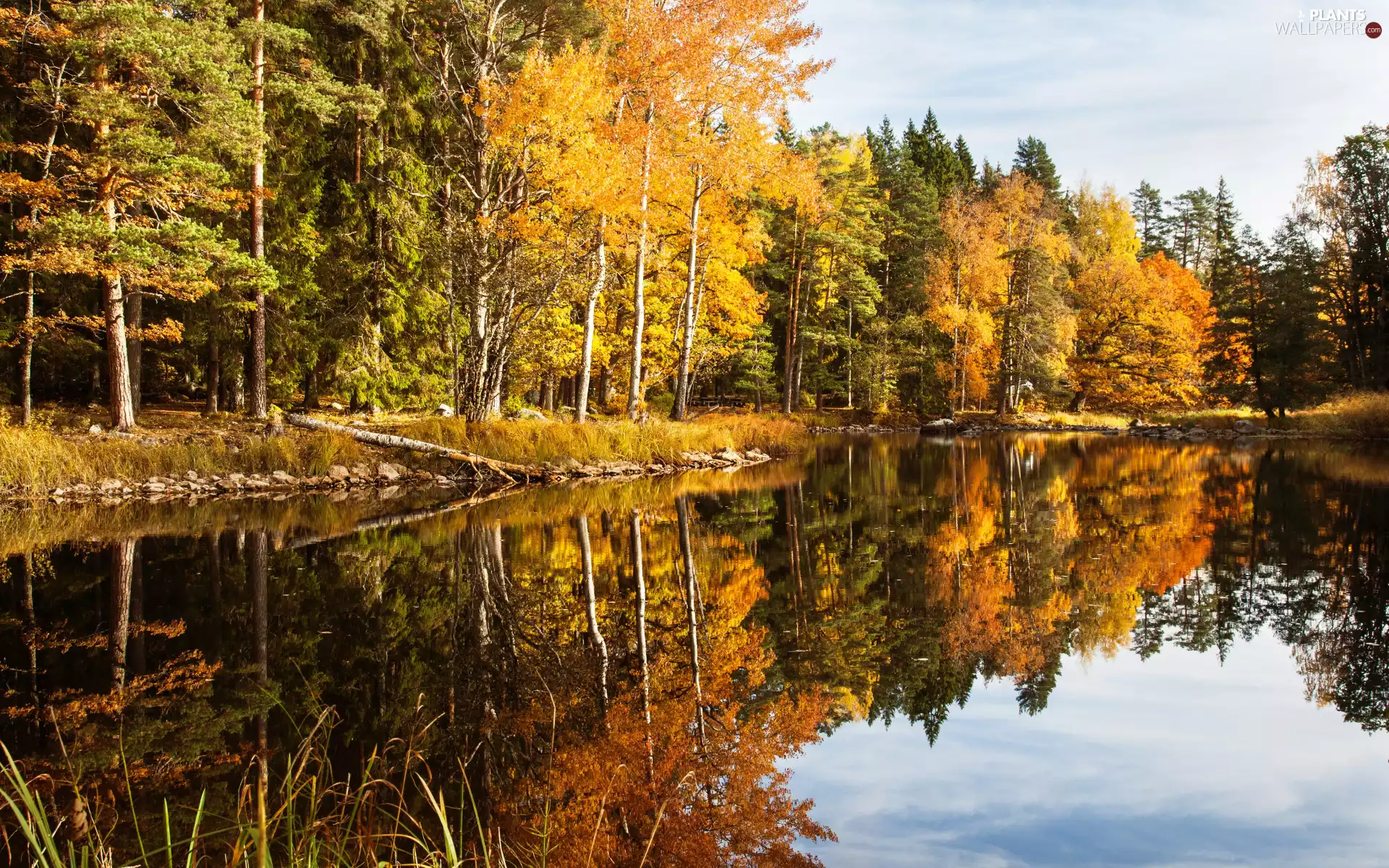 viewes, forest, reflection, autumn, lake, trees