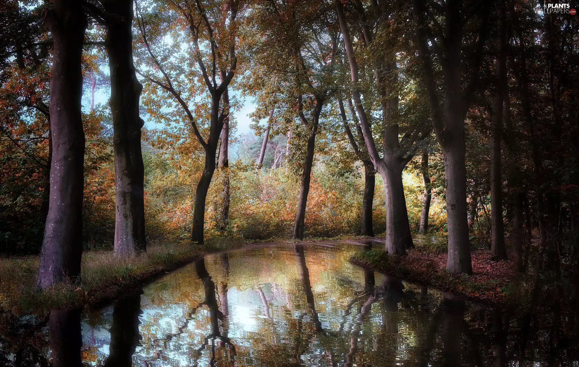 viewes, forest, River, autumn, reflection, trees