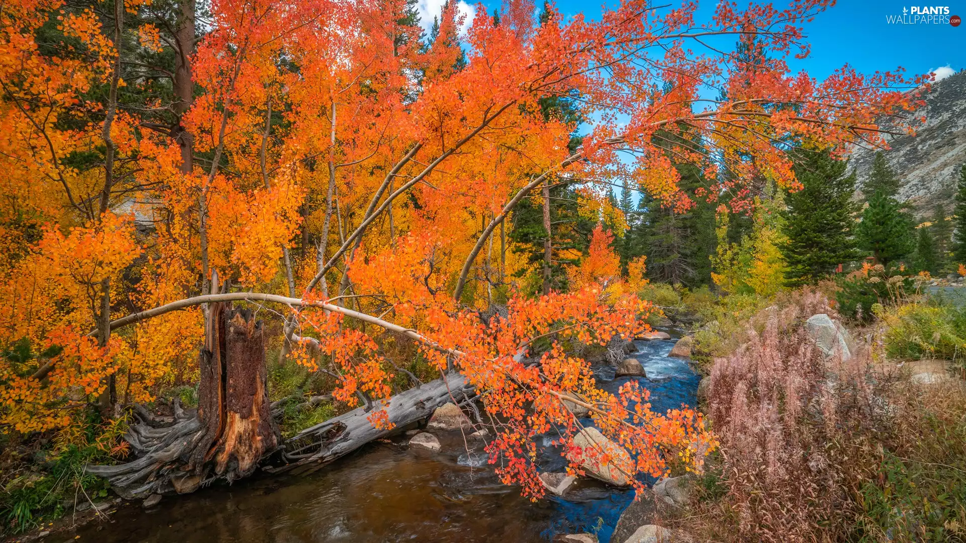 VEGETATION, autumn, trees, viewes, River