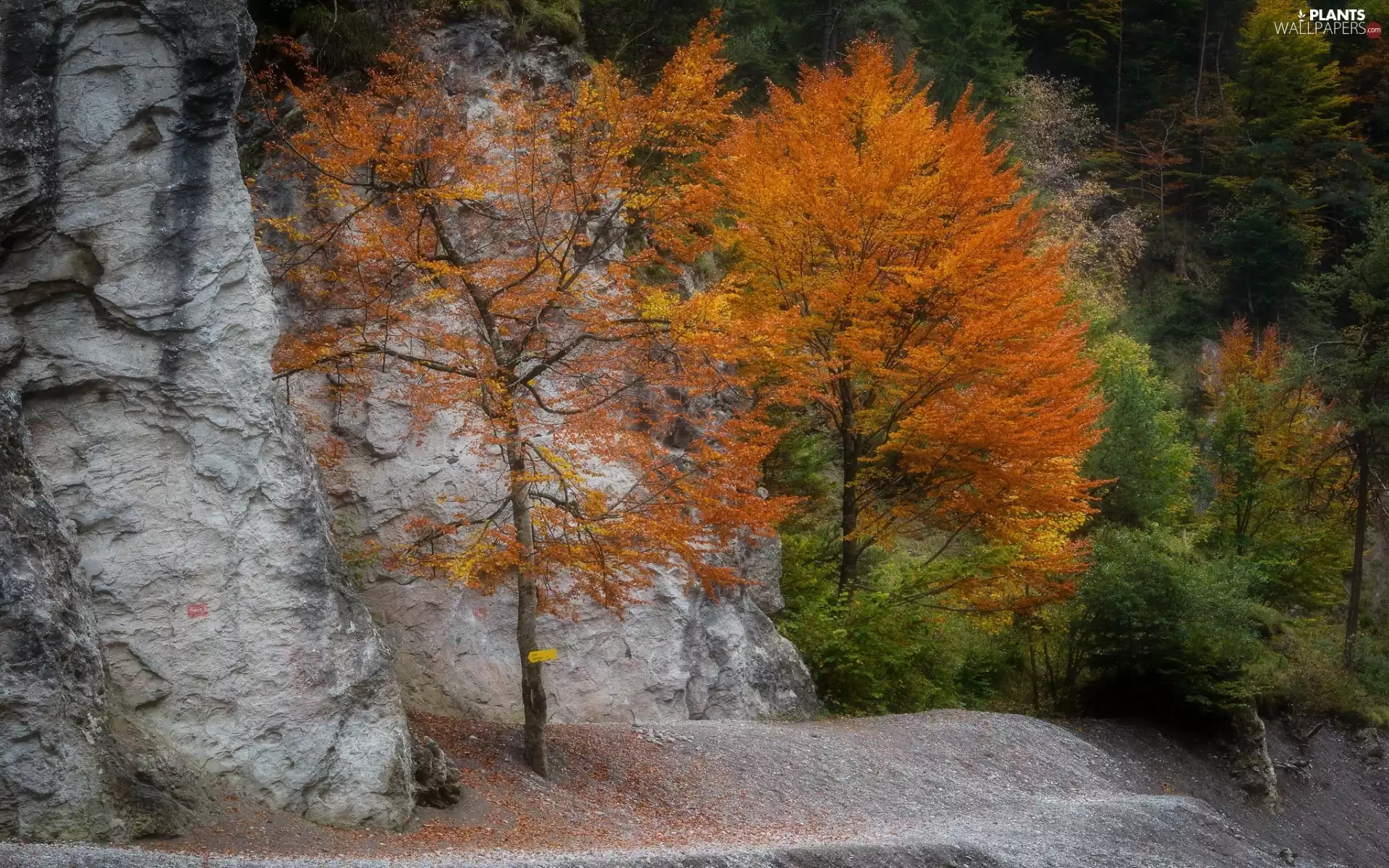 forest, autumn, trees, viewes, rocks