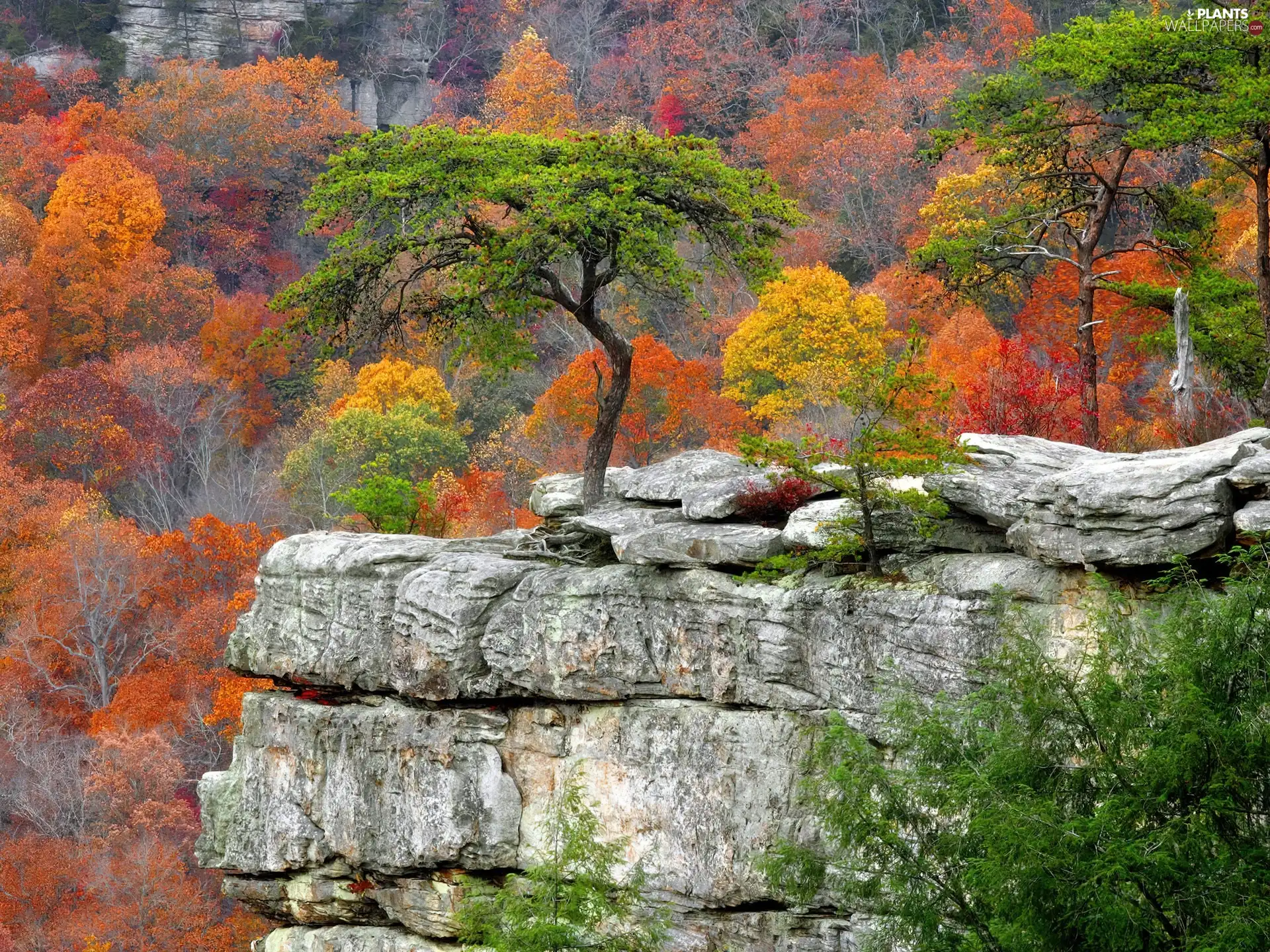 trees, Rocks, autumn, viewes