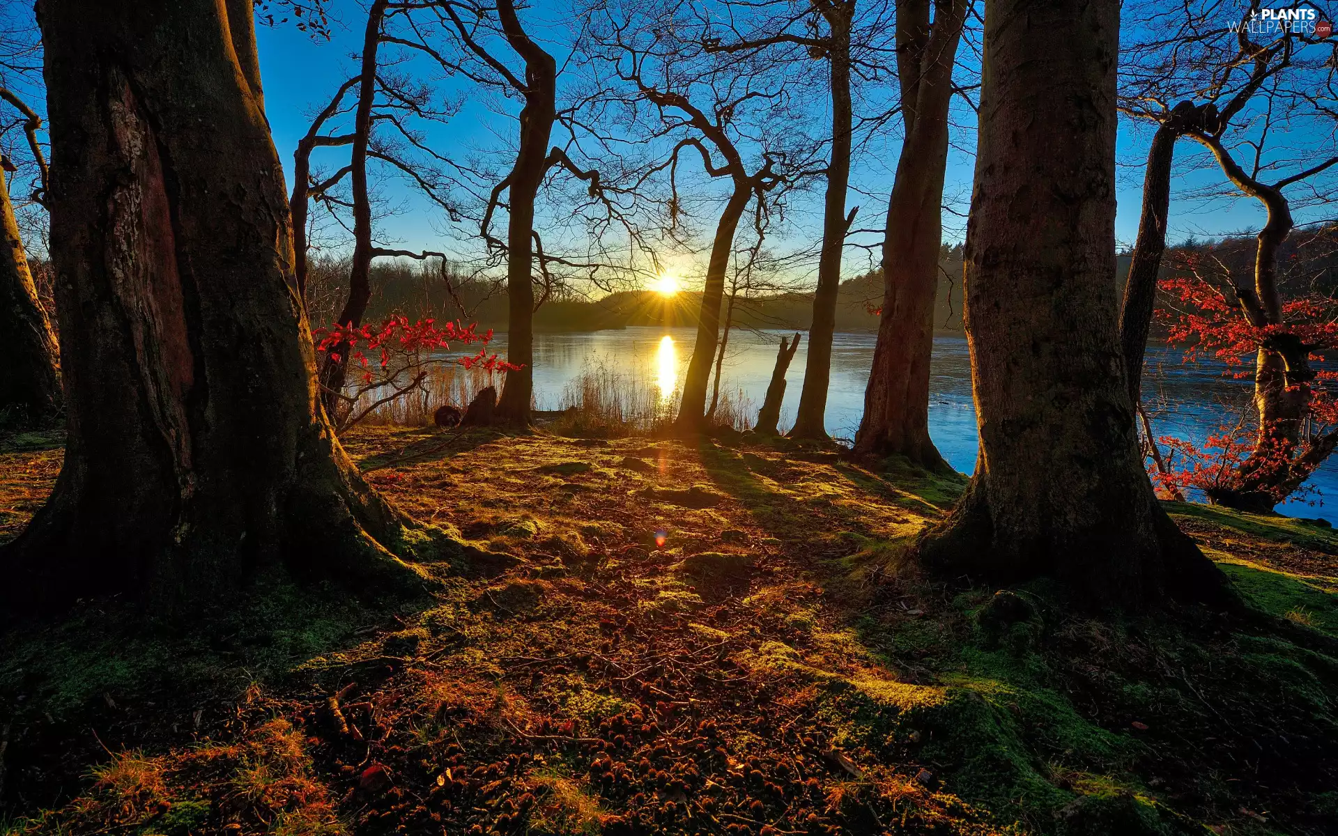 viewes, forest, Sunrise, autumn, lake, trees