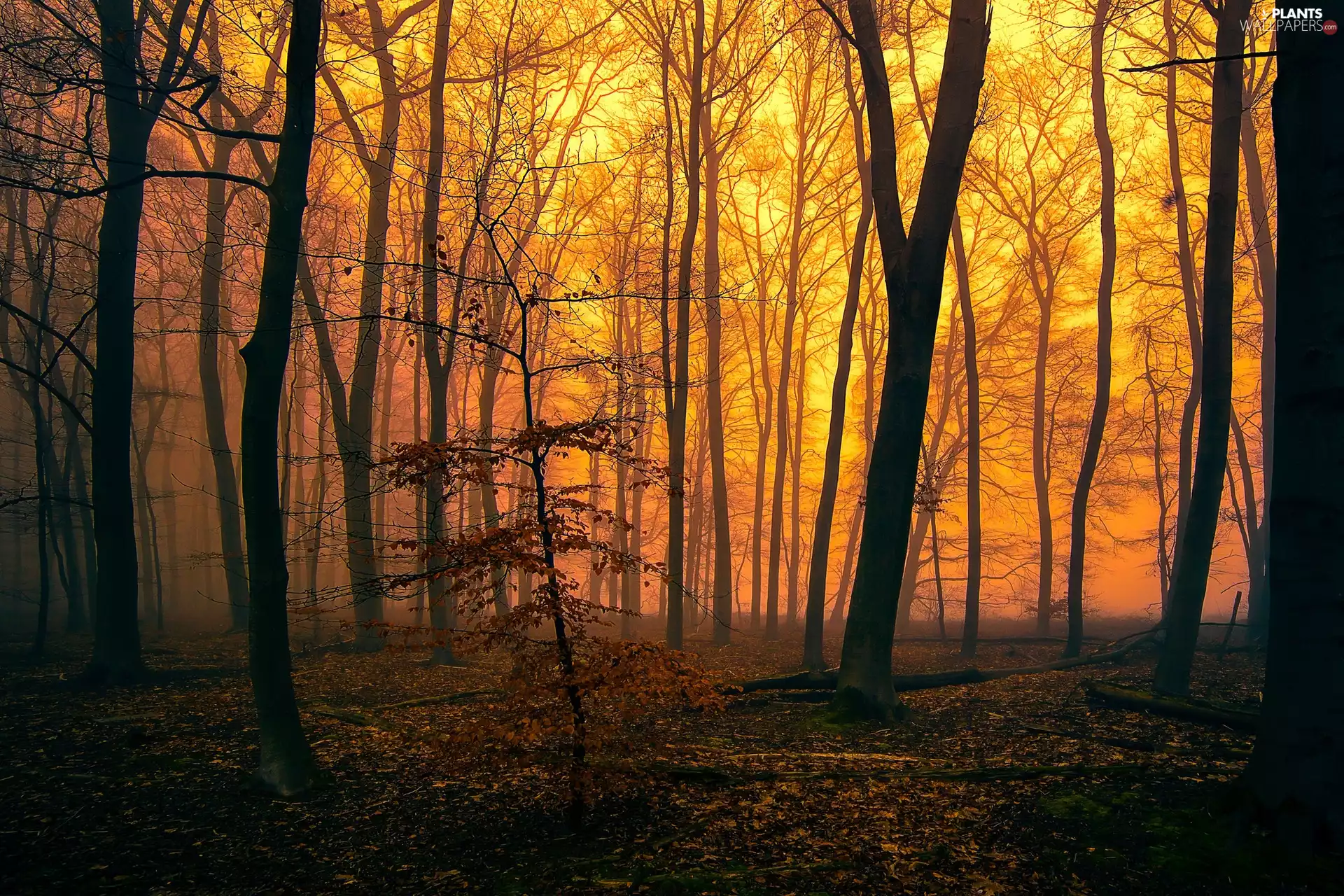 viewes, forest, twilight, autumn, Fog, trees