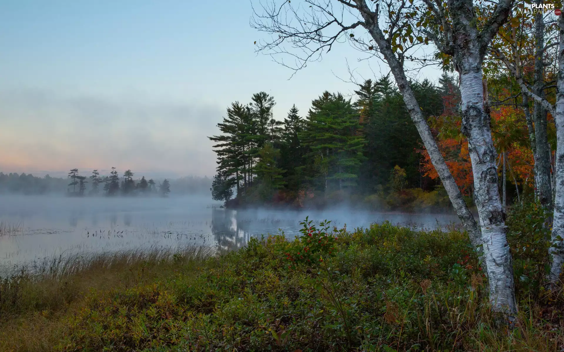Fog, forest, viewes, morning, birch-tree, autumn, trees, Sky, Plants, lake