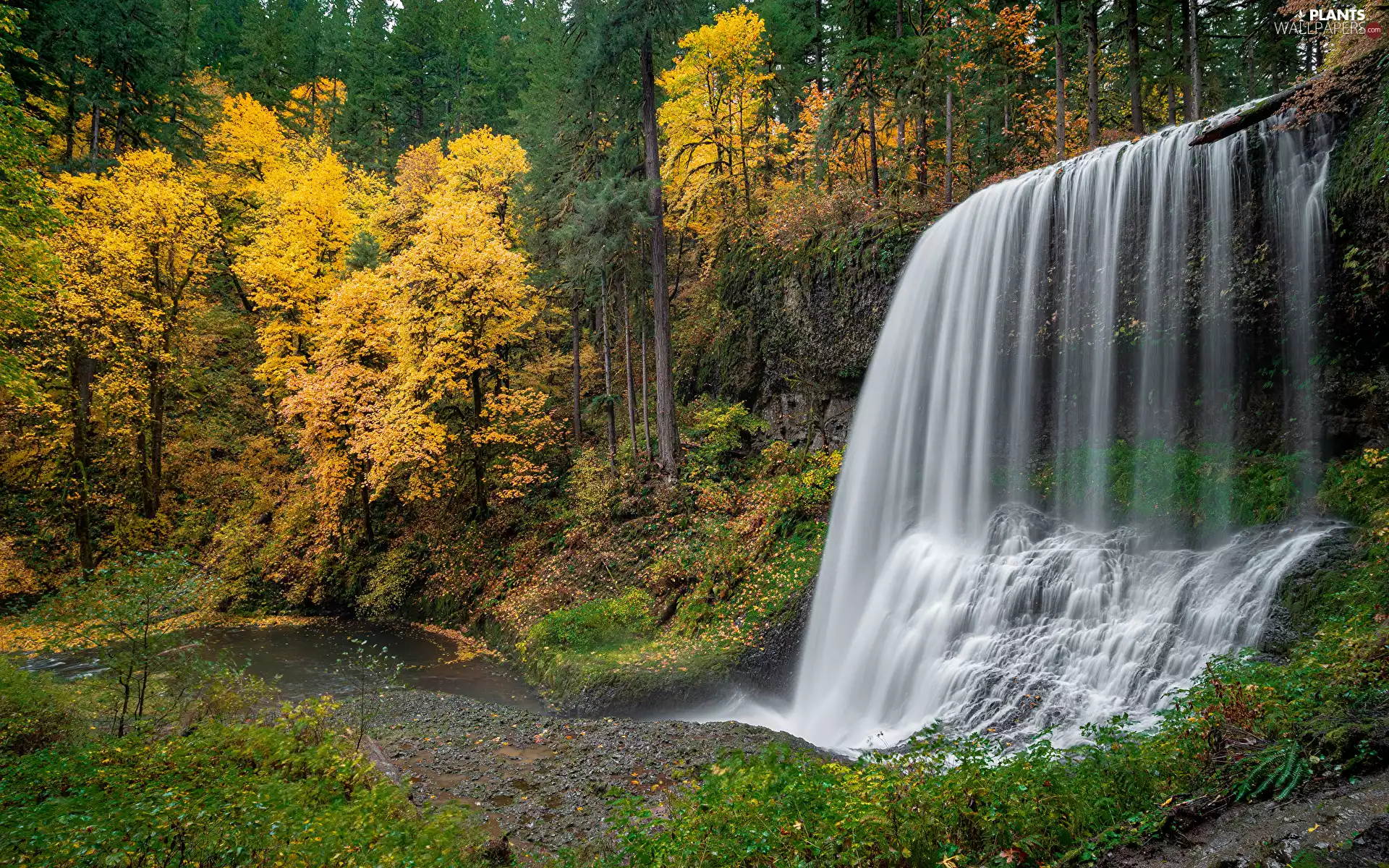 forest, autumn, trees, viewes, waterfall