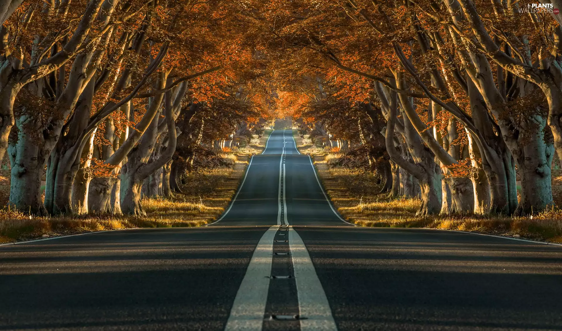 Beeches, autumn, trees, viewes, Way