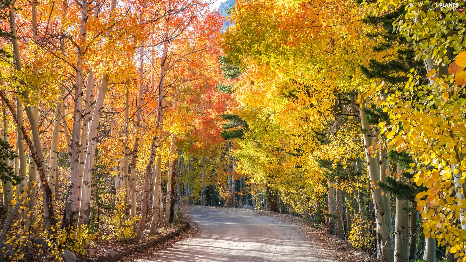 birch, autumn, trees, viewes, Way