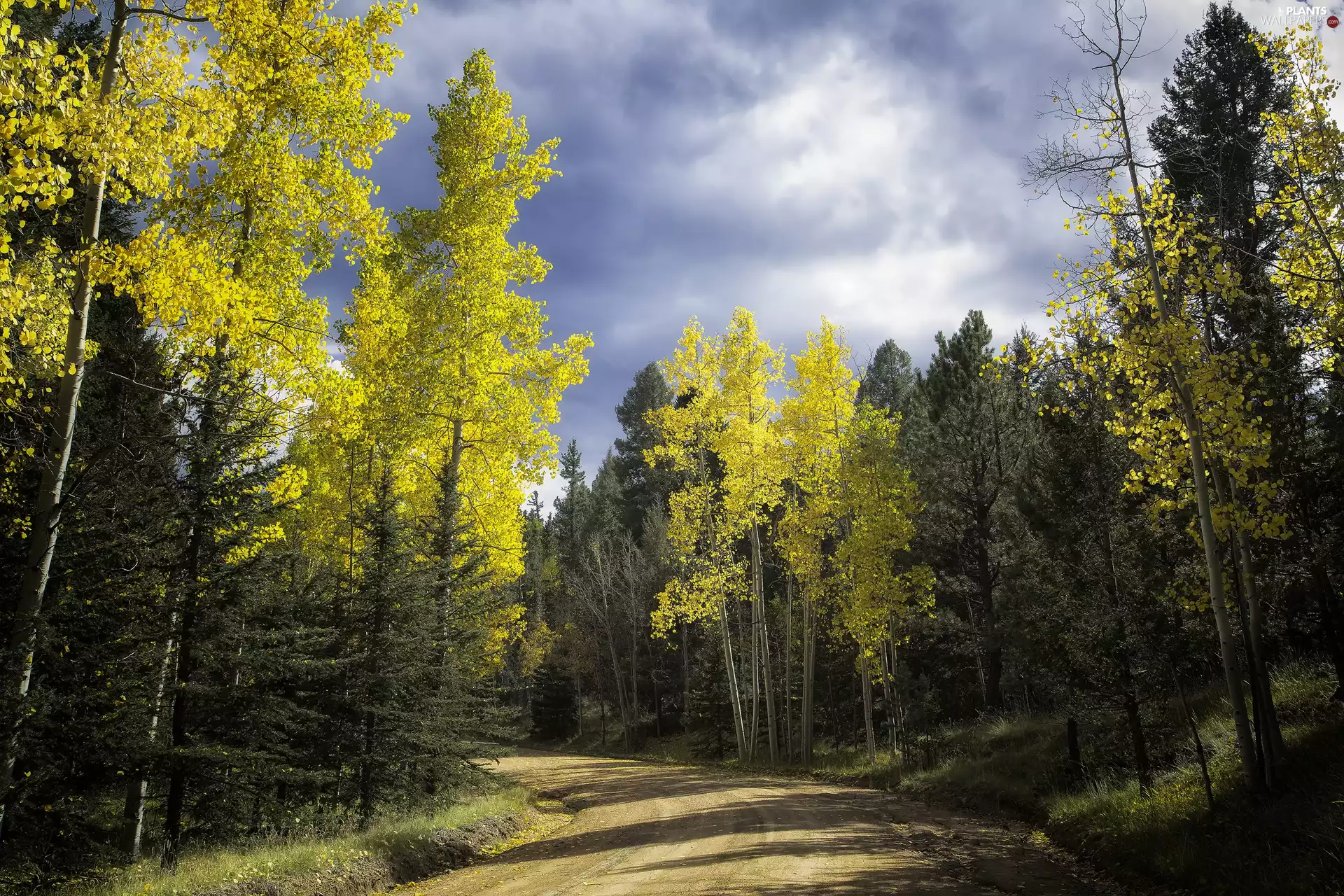forest, autumn, trees, viewes, Way