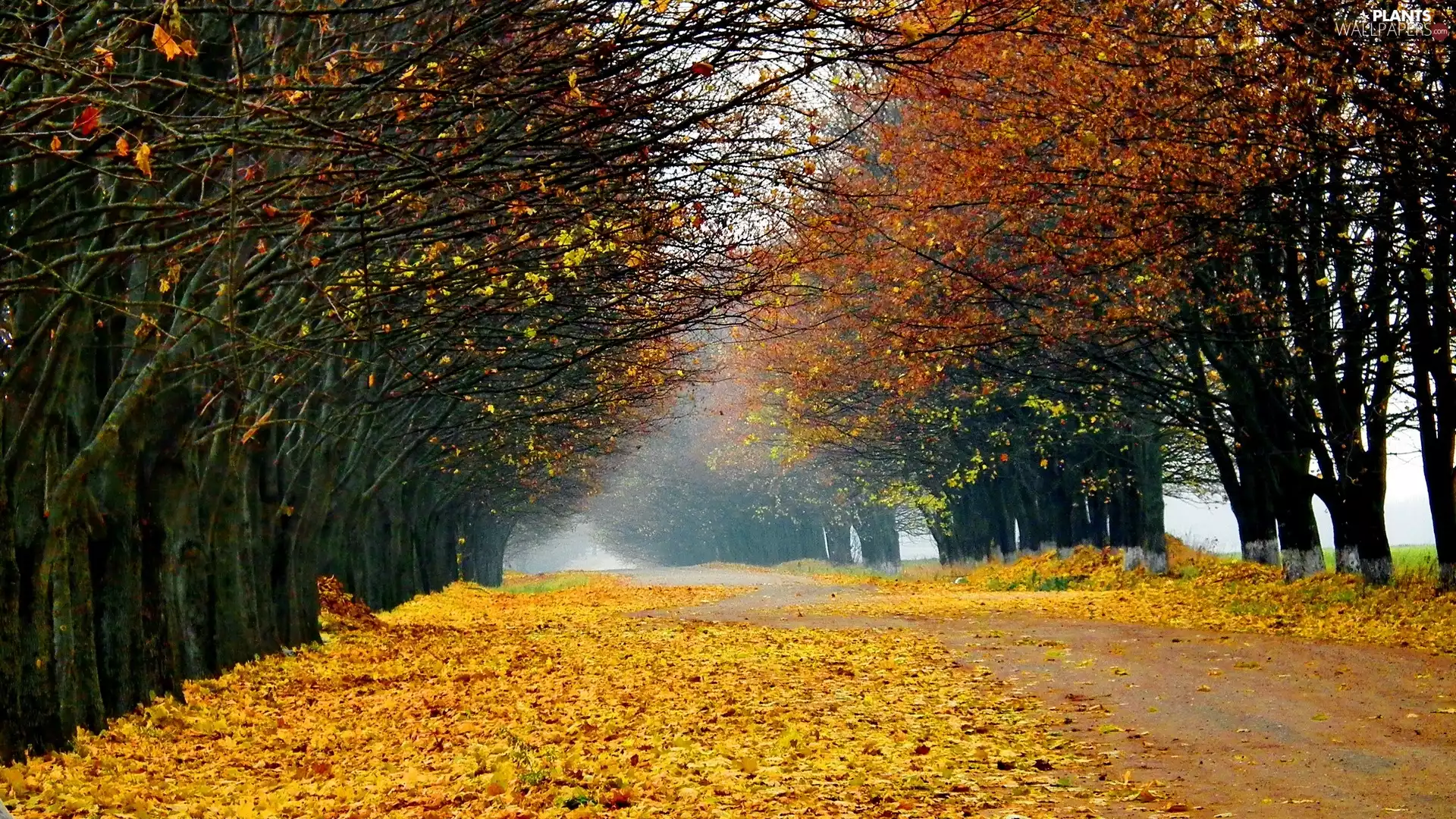 Leaf, autumn, trees, viewes, Way