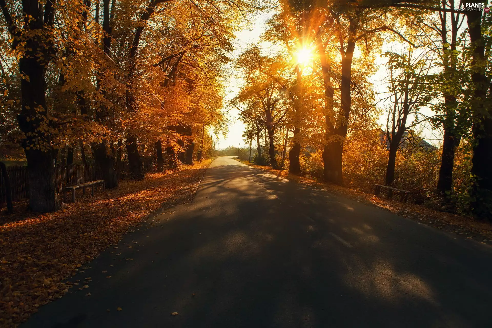 sun, autumn, trees, viewes, Way