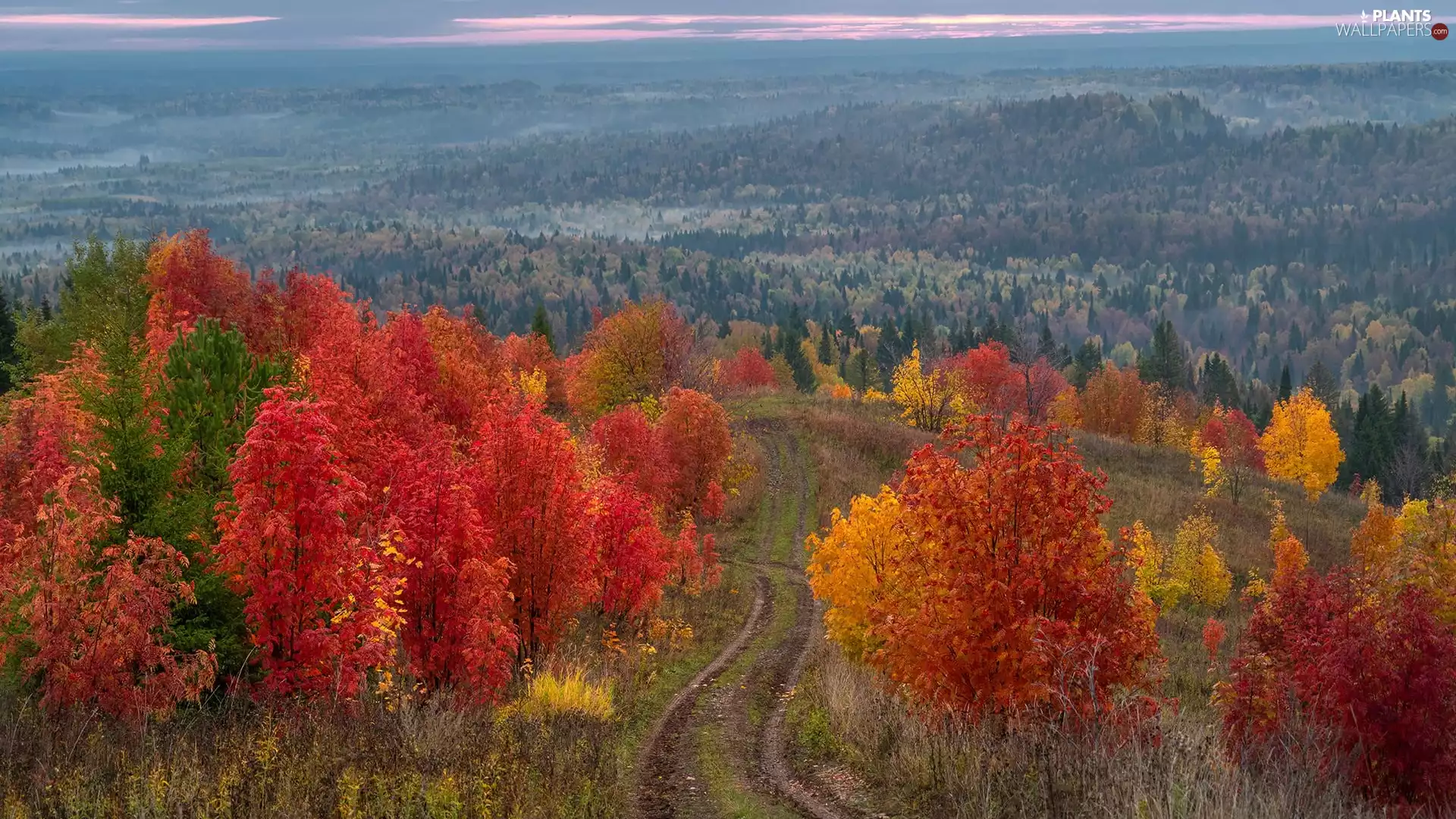 viewes, color, Way, autumn, woods, trees