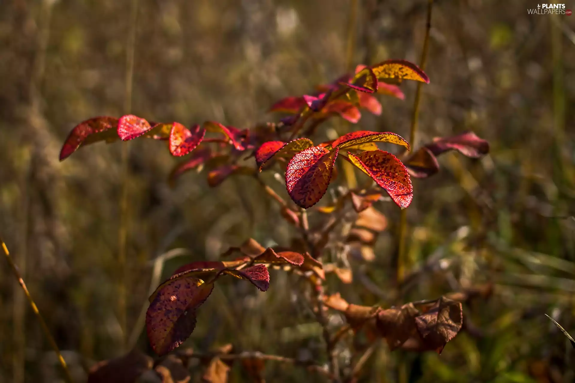 twig, Red, Leaf, Autumn