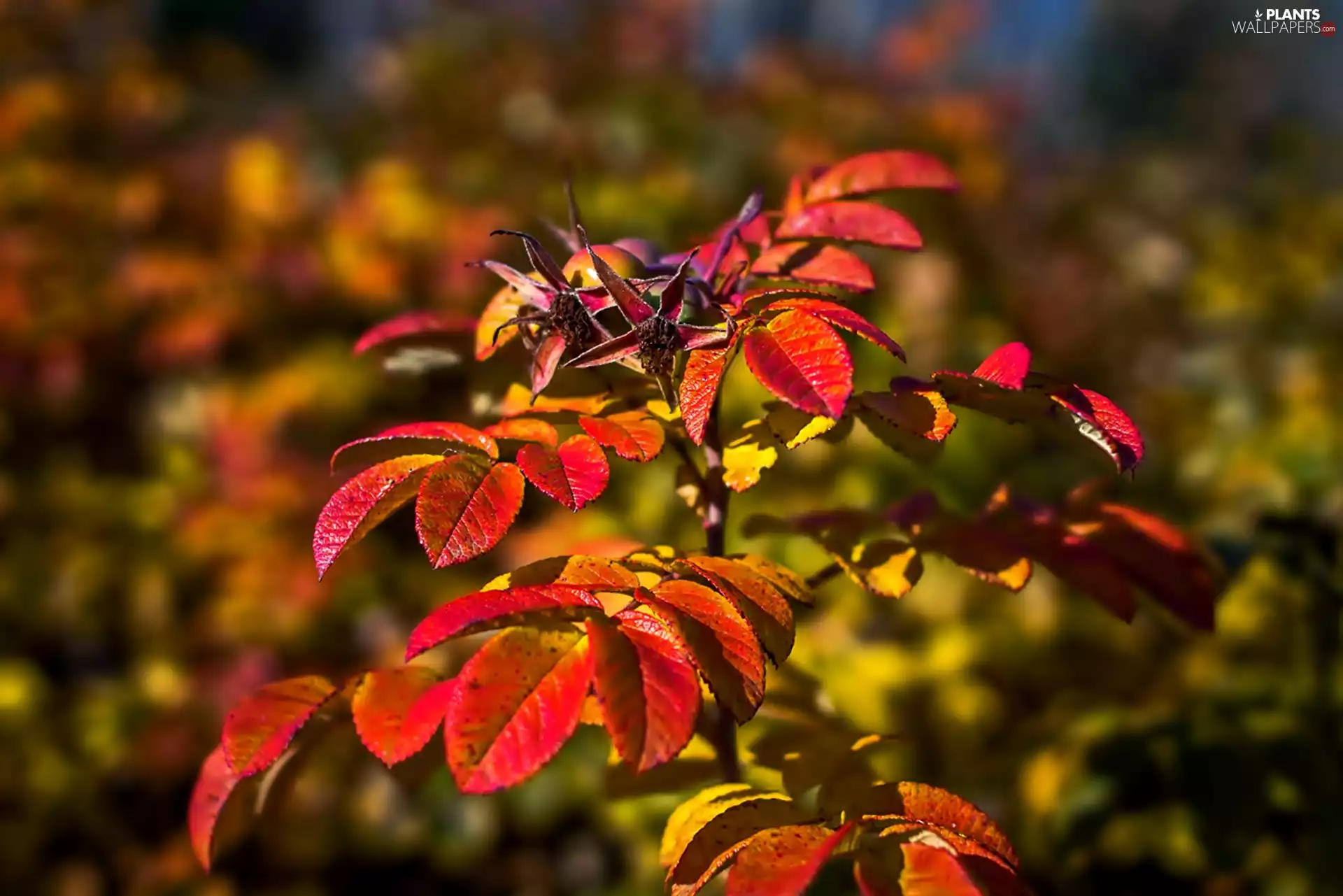 twig, Red, leaves, Autumn