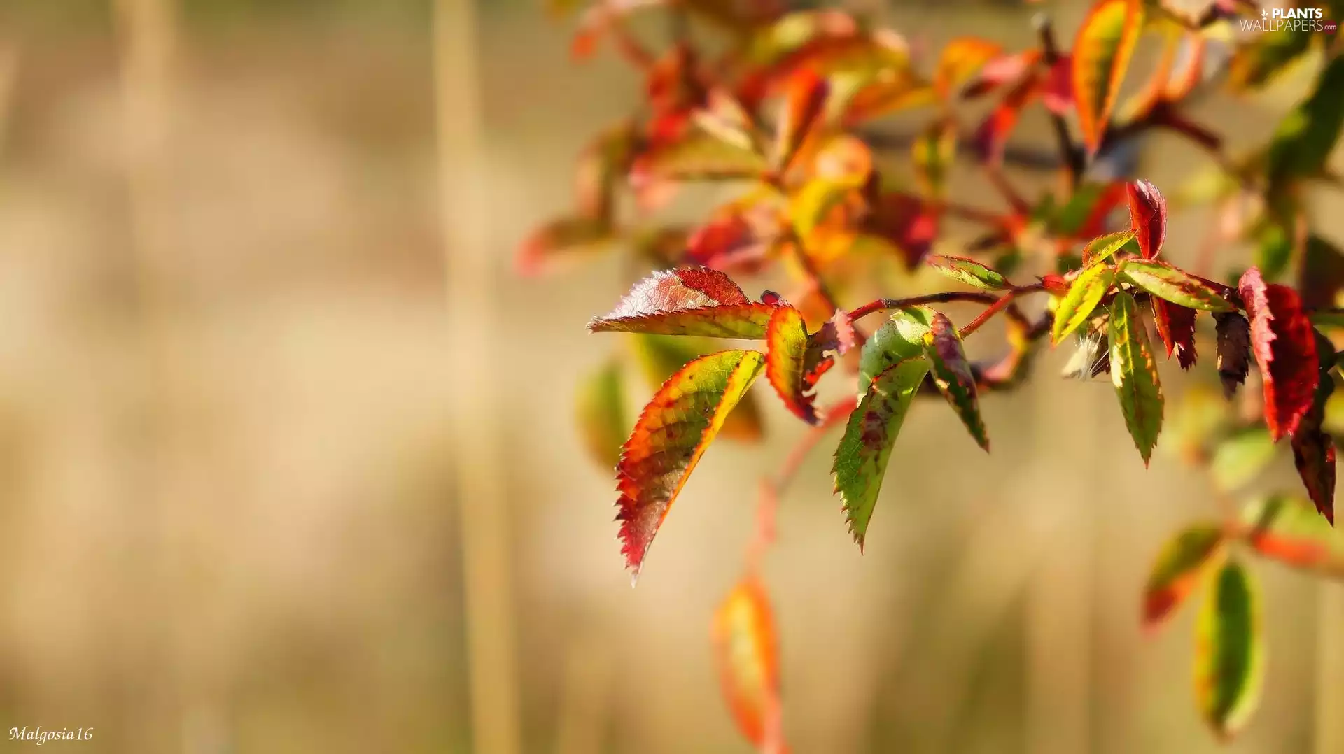 Leaf, autumn, twig, color, plant