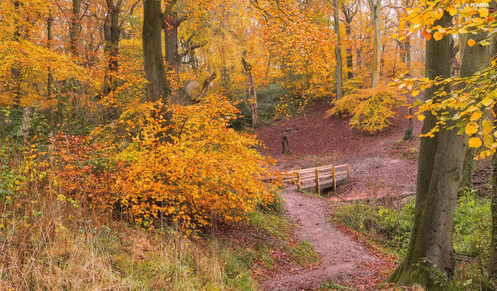 Yellowed, bridges, viewes, autumn, forest, trees, VEGETATION