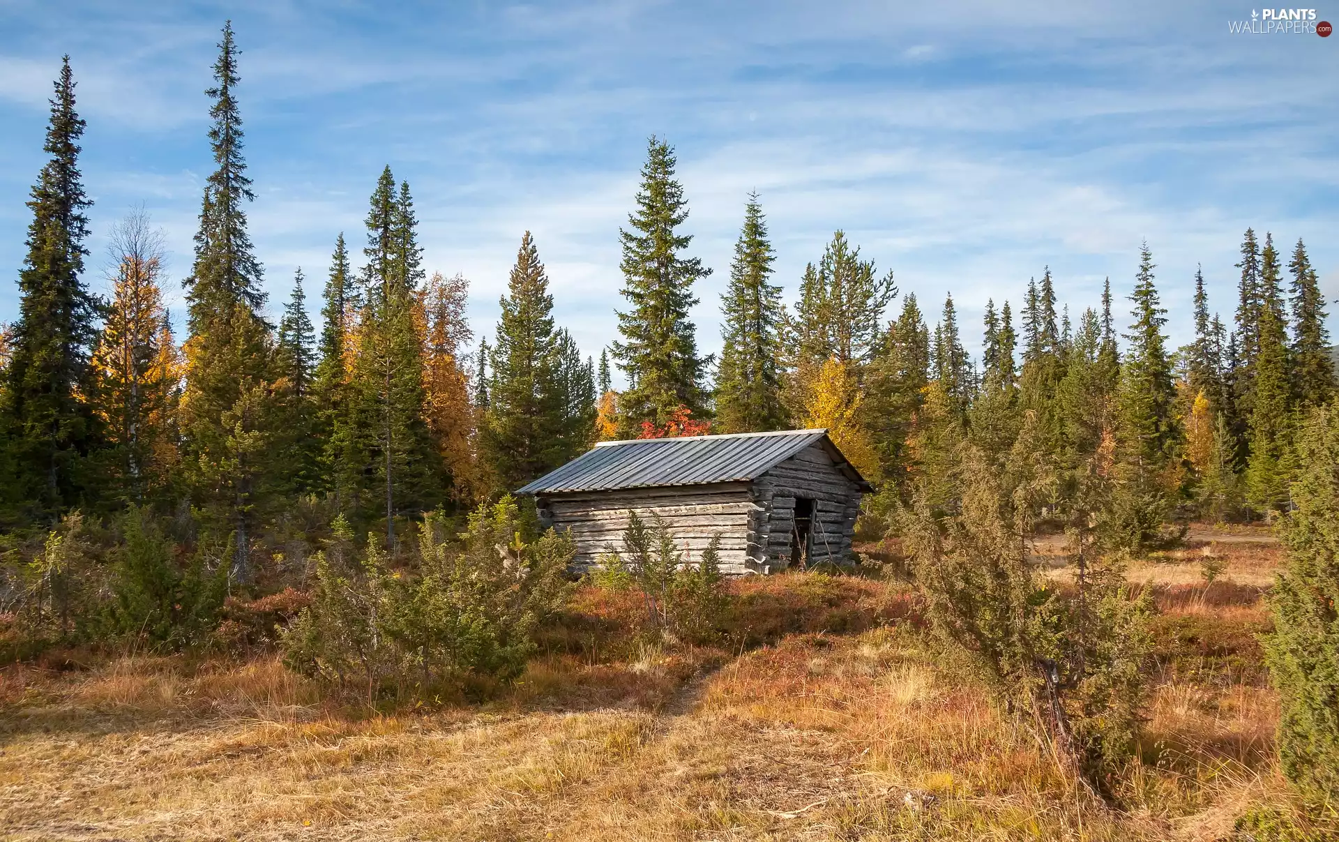 forest, trees, cote, autumn, Wooden, viewes