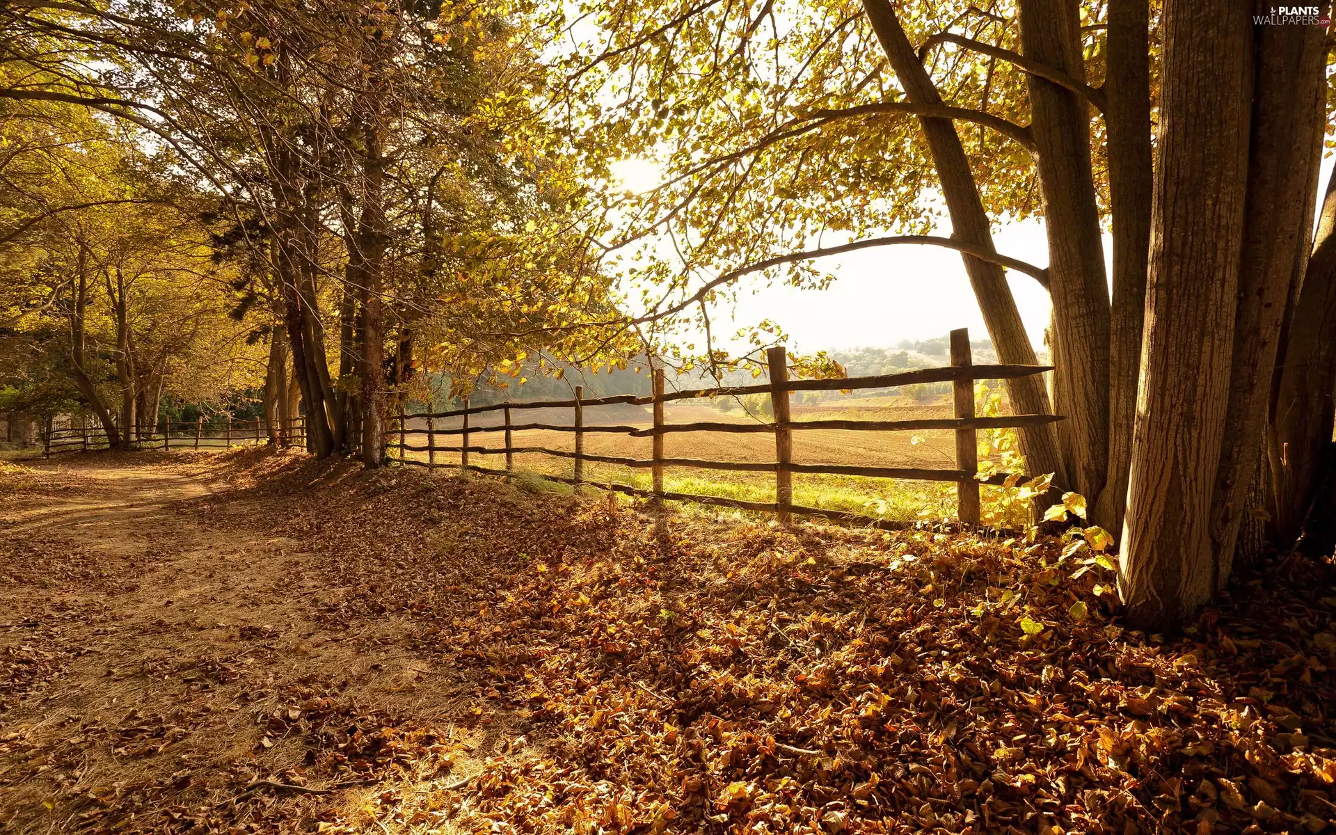 fallen, trees, fence, autumn, Leaf, viewes