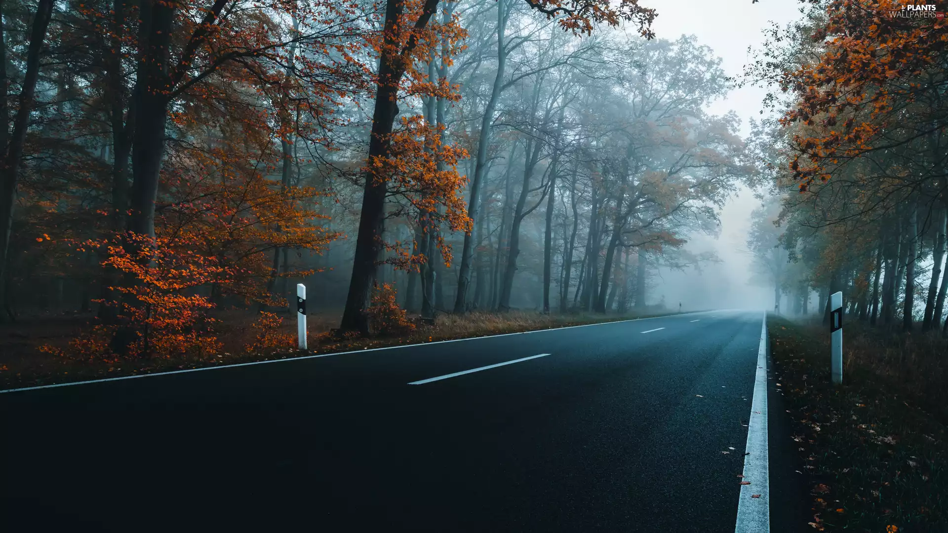forest, trees, Fog, autumn, Way, viewes