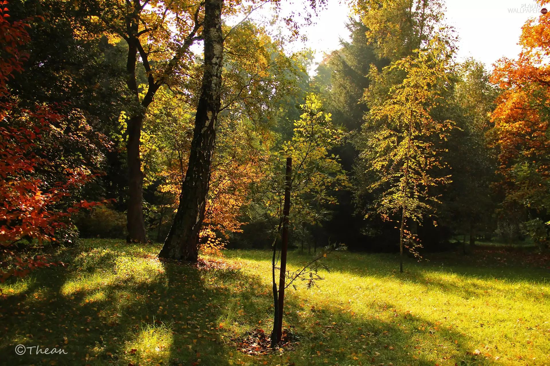 color, trees, Leaf, autumn, Autumn, viewes