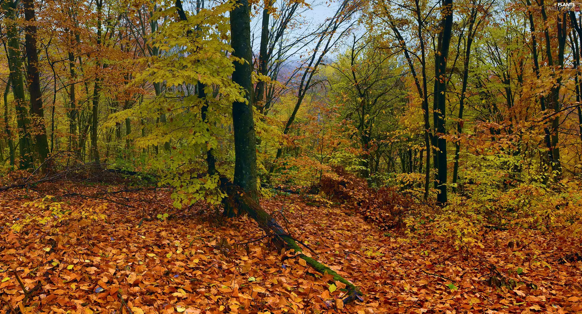 forest, trees, Leaf, autumn, fallen, viewes