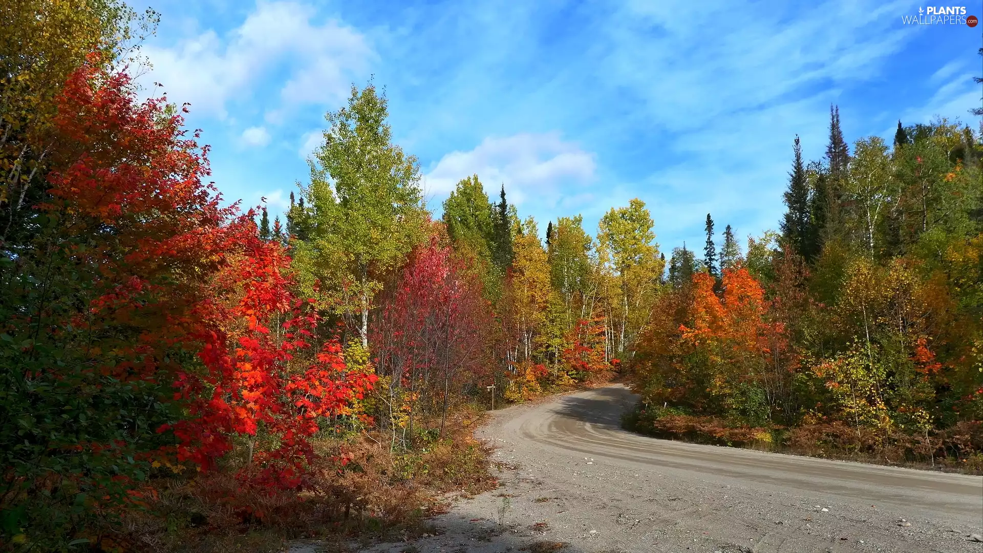 Way, trees, Leaf, autumn, color, viewes