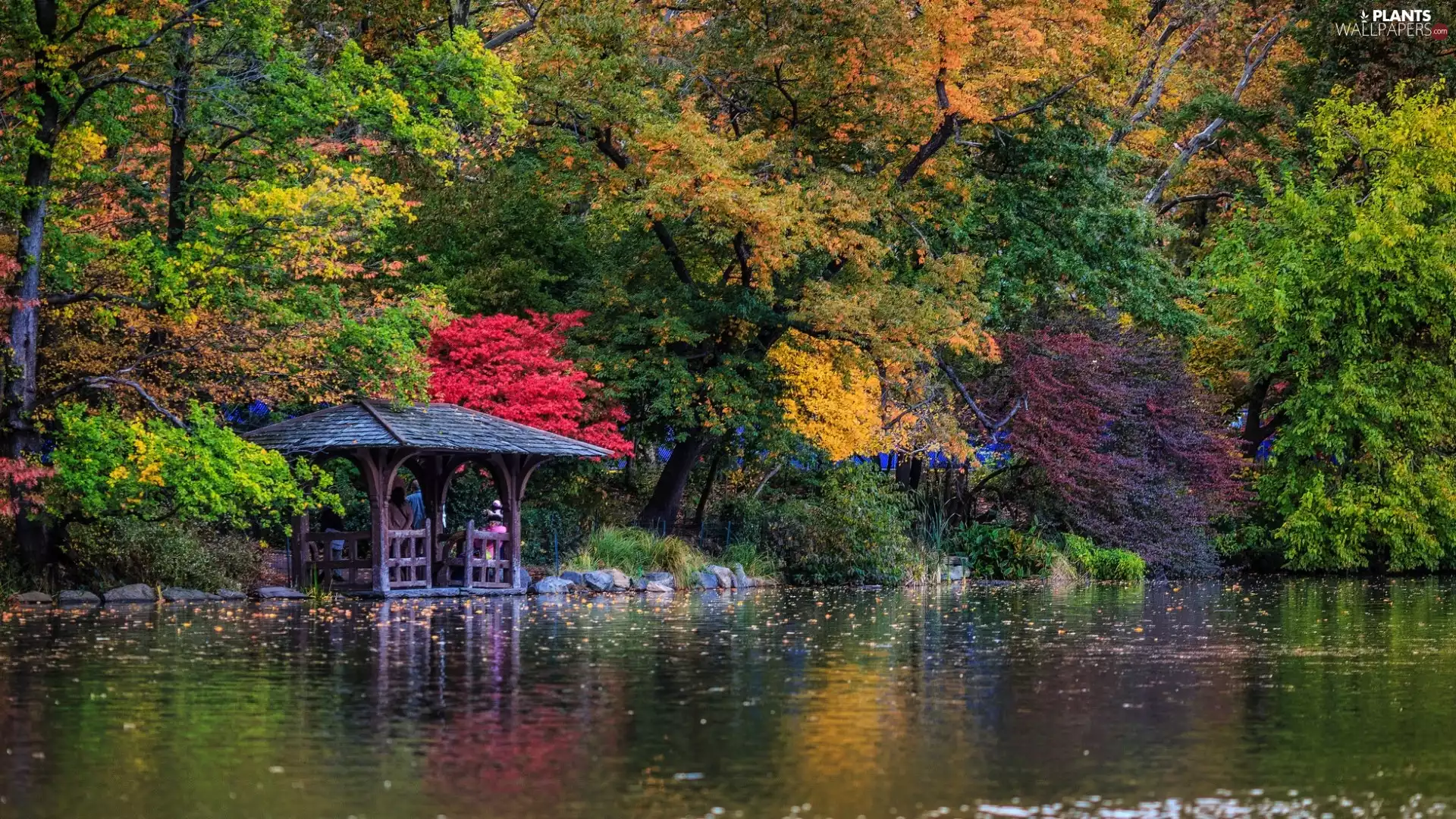color, Park, viewes, autumn, trees, Pond - car