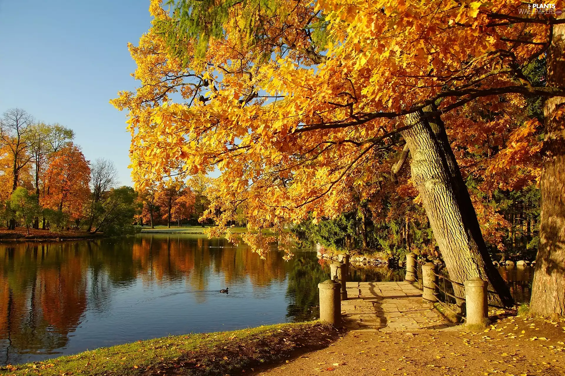 duck, Park, viewes, autumn, trees, Pond - car
