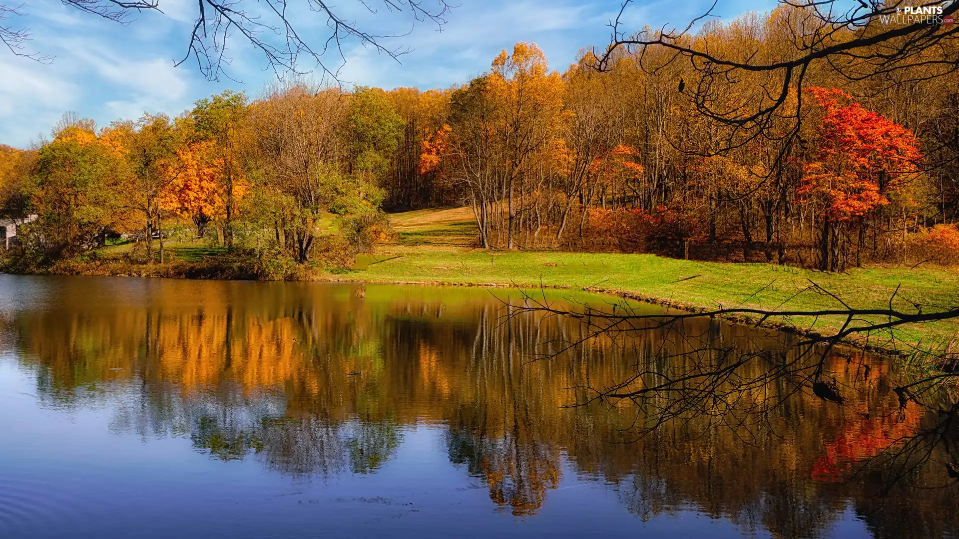 Yellowed, Park, viewes, autumn, trees, Pond - car