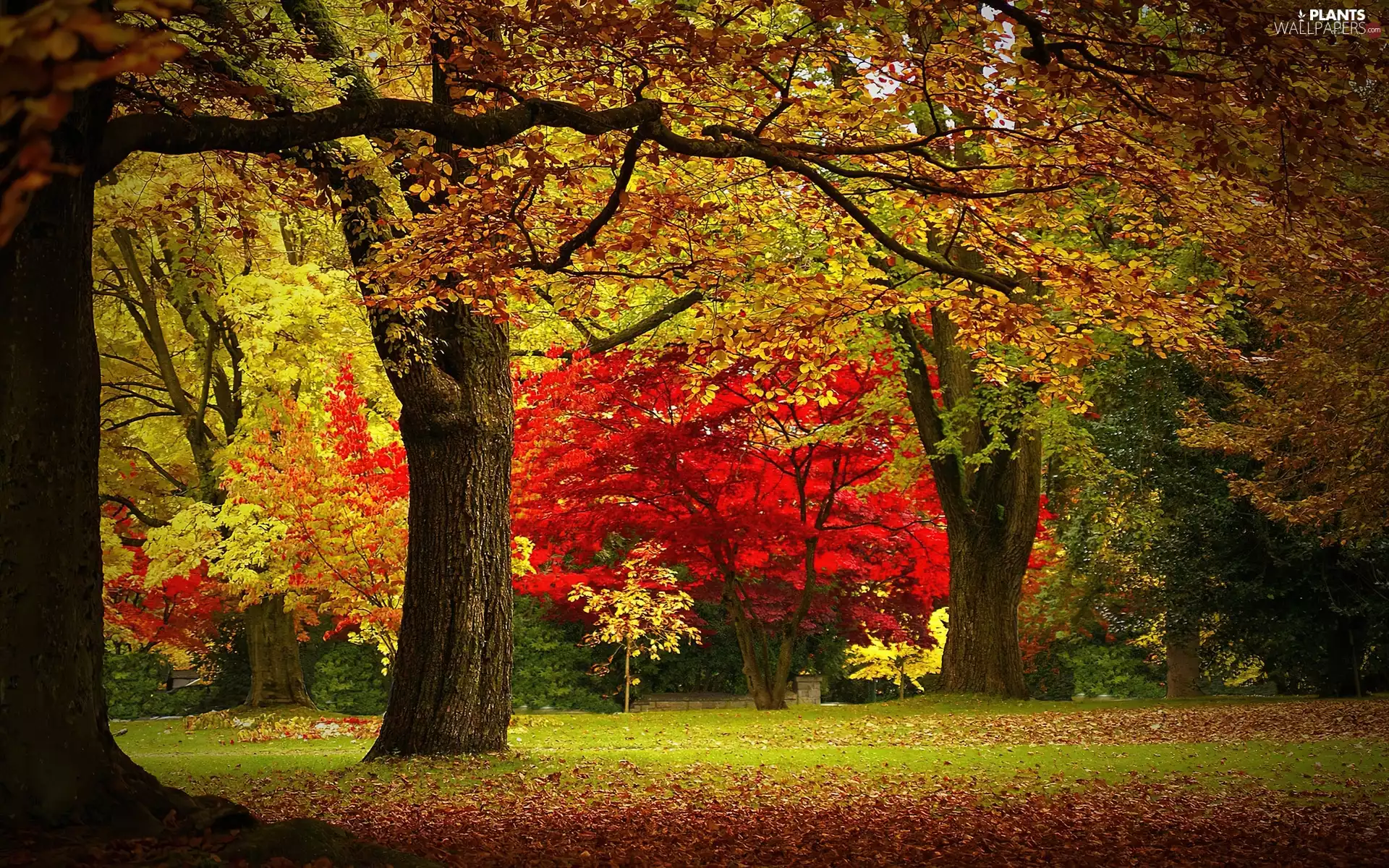 autumn, trees, viewes