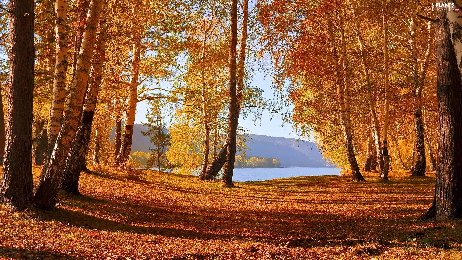 lake, autumn, viewes, birch, trees