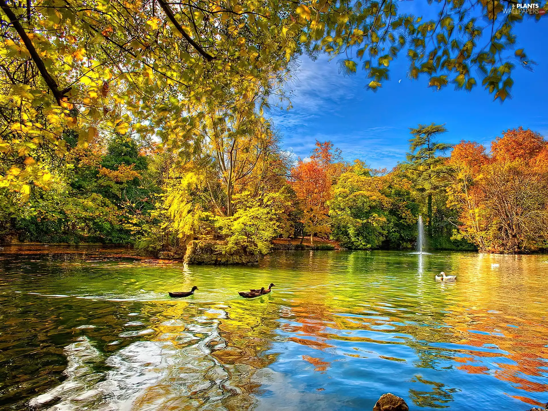 lake, autumn, viewes, ducks, trees
