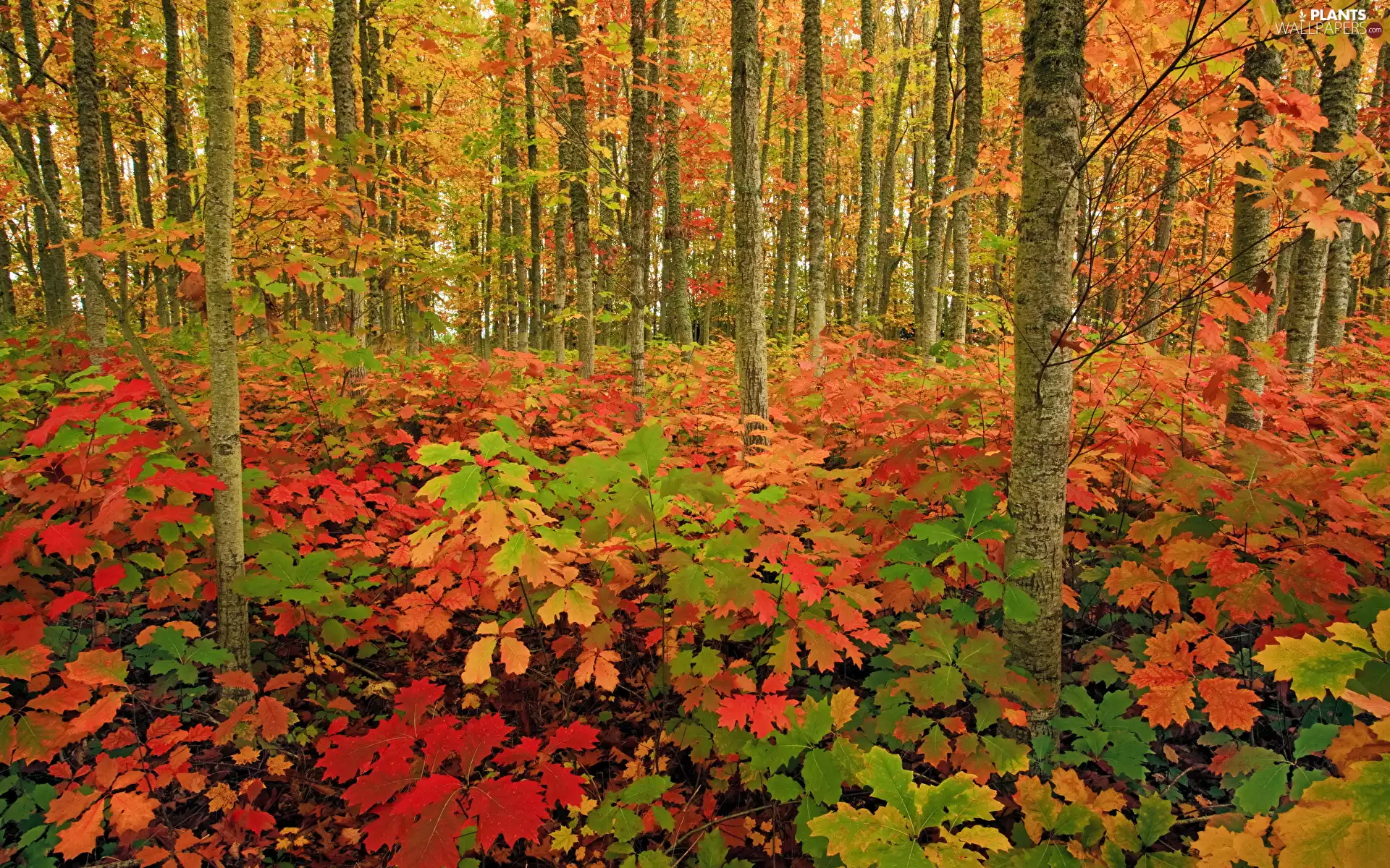 Leaf, autumn, viewes, forest, trees
