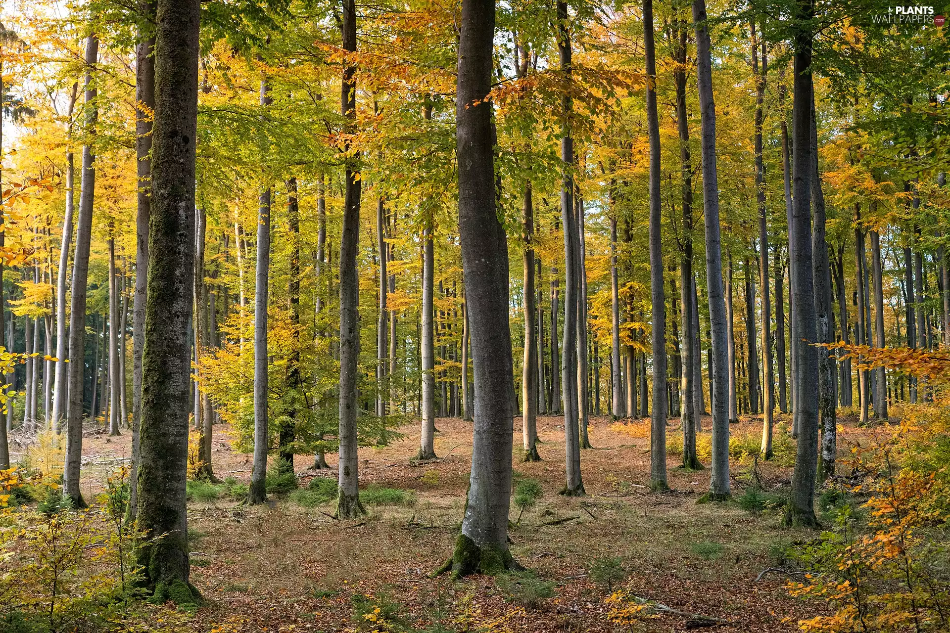forest, autumn, viewes, Leaf, trees