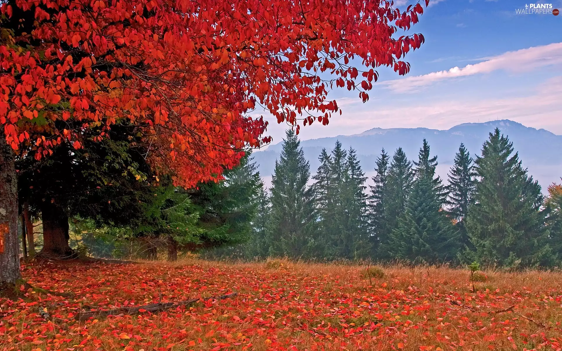 Mountains, autumn, viewes, Leaf, trees