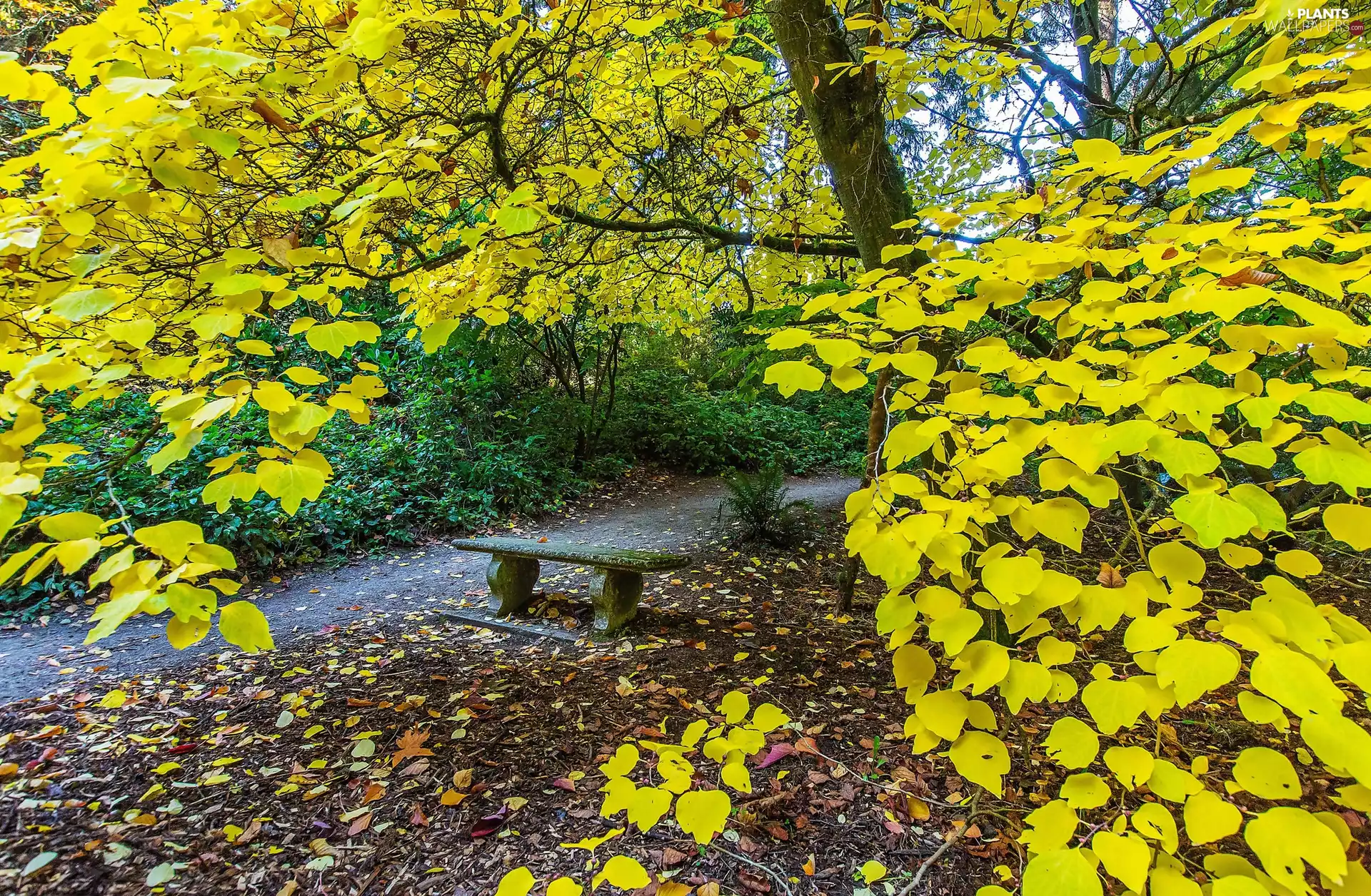 Bench, autumn, viewes, Path, trees