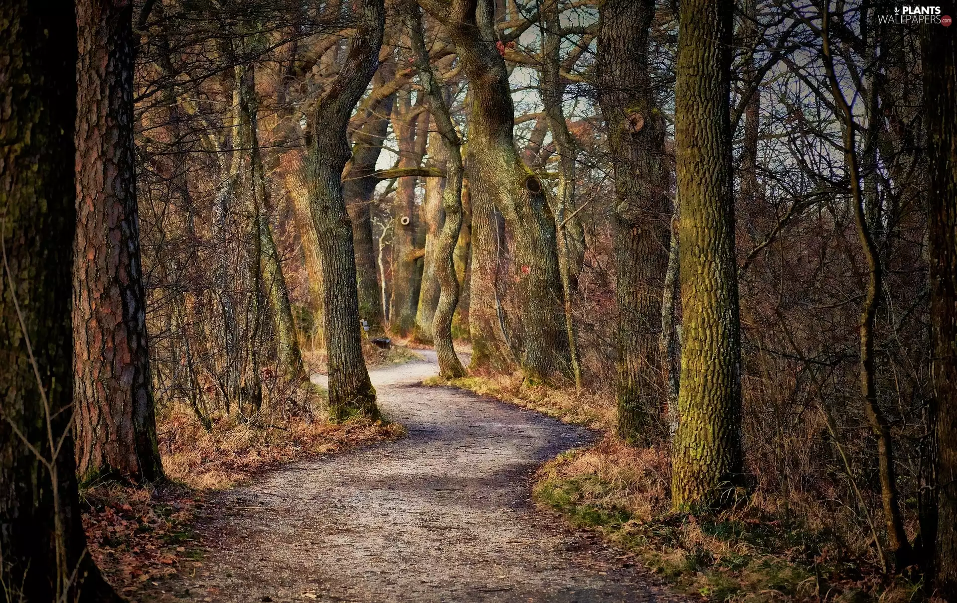 forest, autumn, viewes, Path, trees